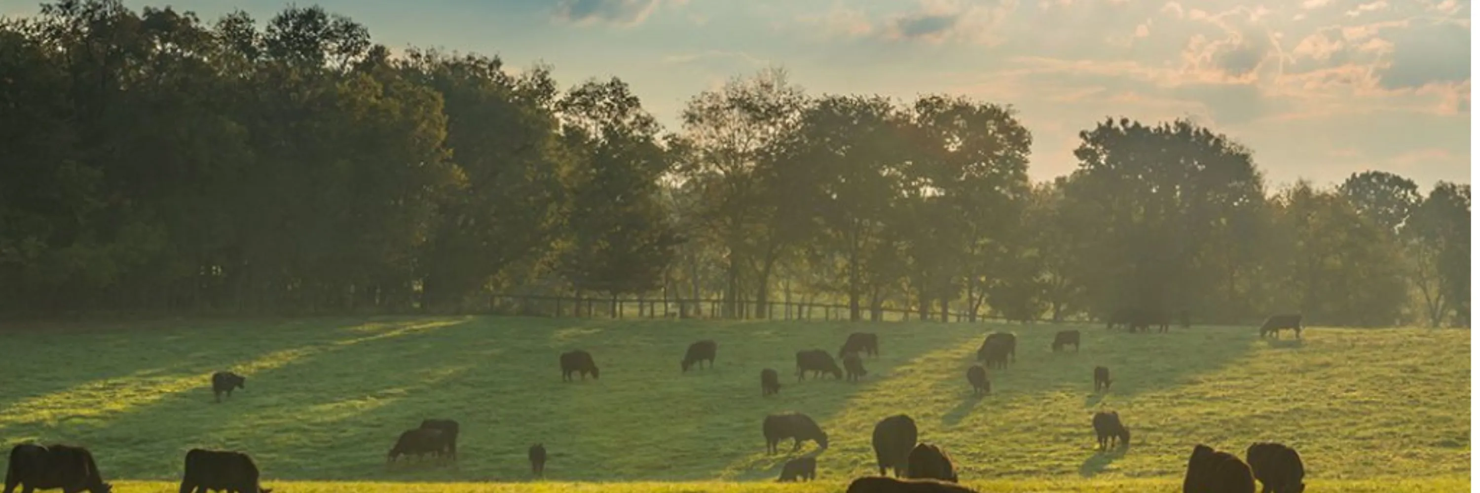 half_cows_field (3000 x 1000 px)