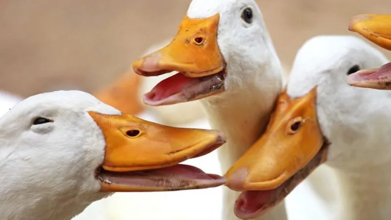 happygeese-1 800x450