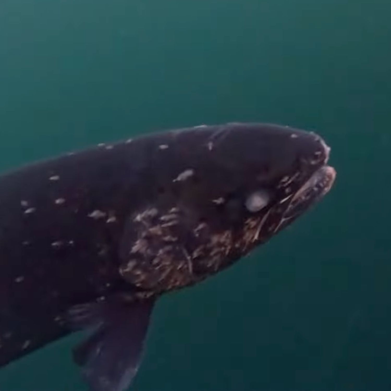 investigation blind salmon with lice 1500x1500