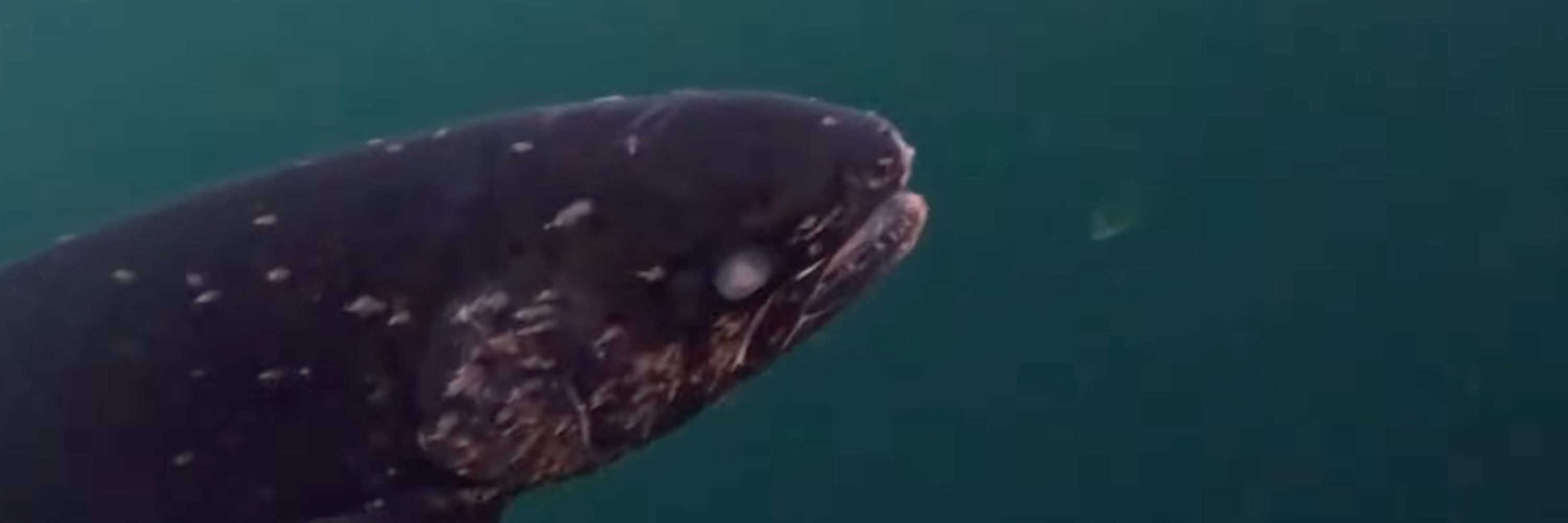 investigation blind salmon with lice (3000 x 1000 px)