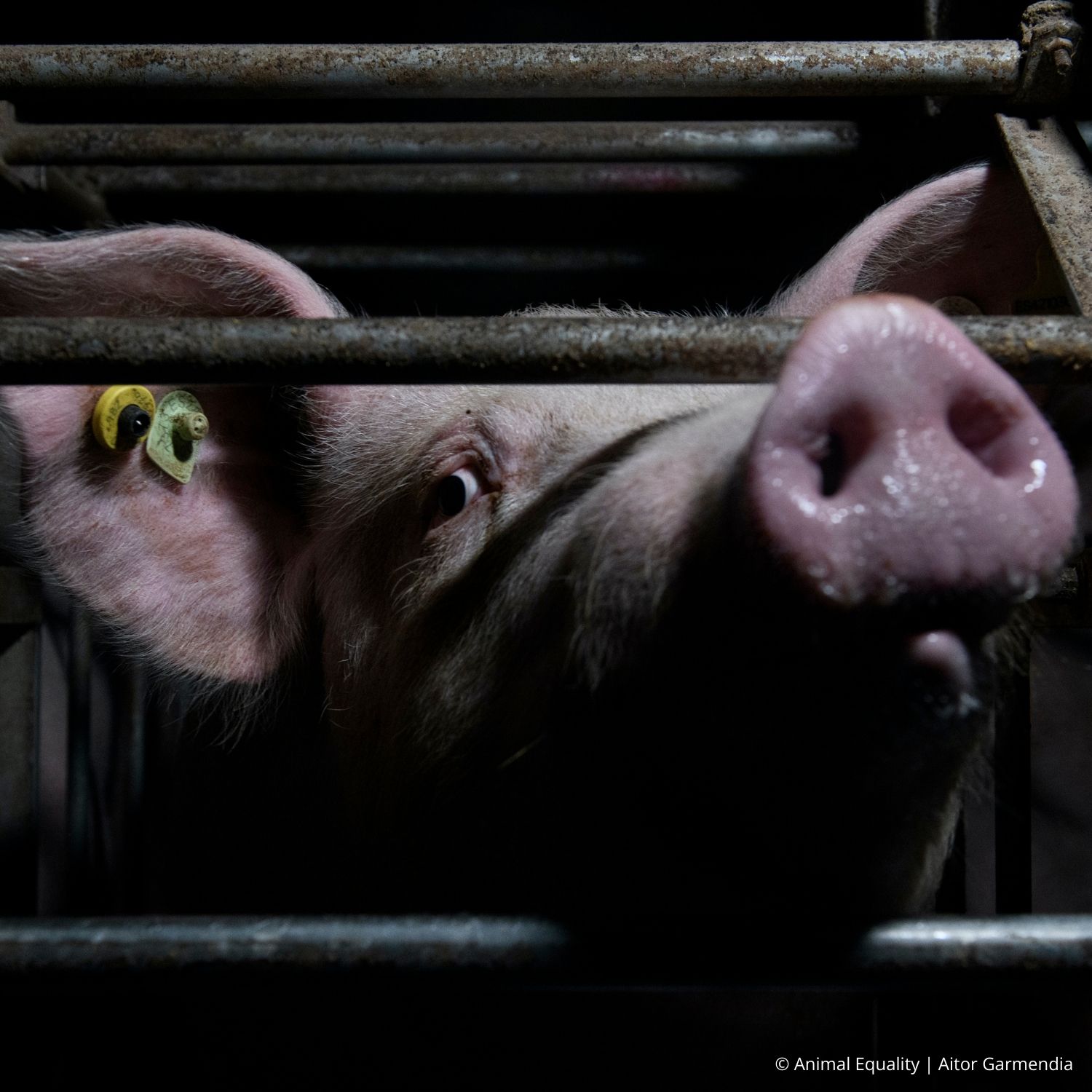 © Animal Equality Aitor Garmendia 1500