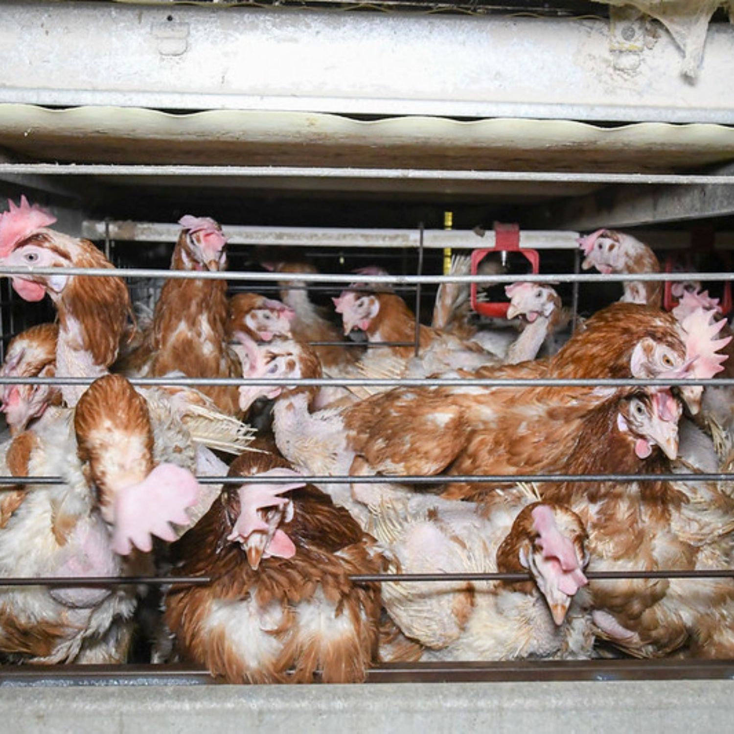 1500x1500 enrichment cages