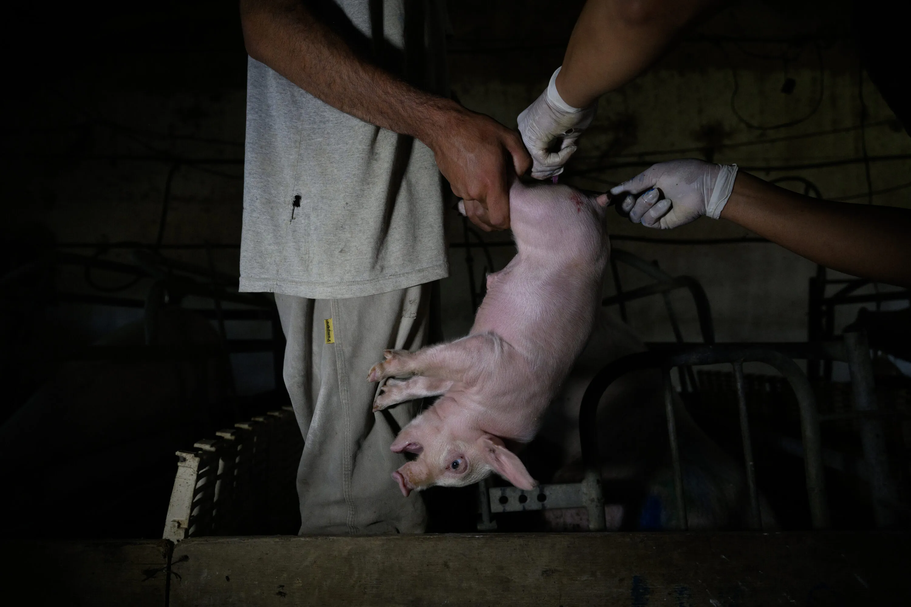 Pig farm investigation in Argentina uncovers mutilated piglets and mass grave 2