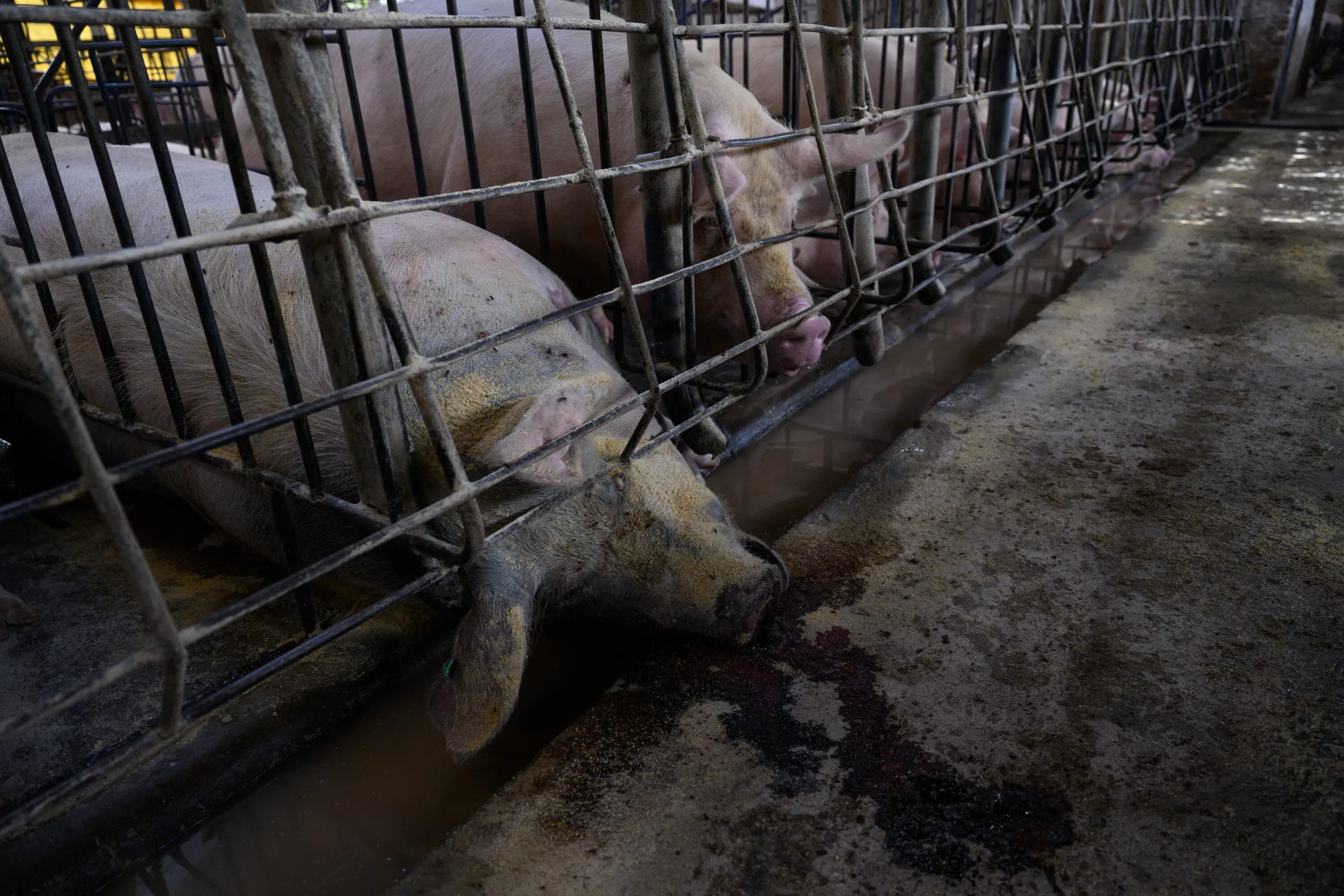 Pig farm investigation in Argentina uncovers mutilated piglets and mass grave 3