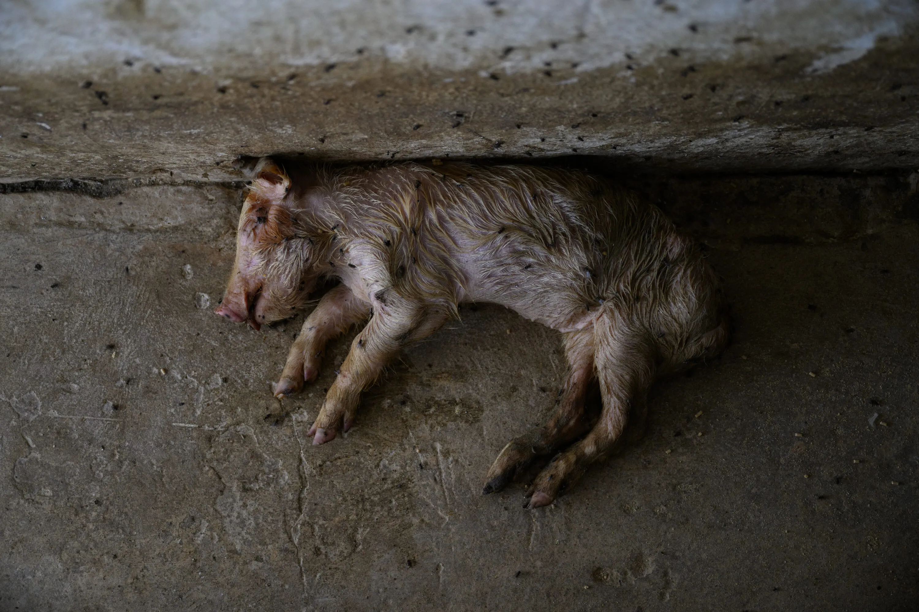 Pig farm investigation in Argentina uncovers mutilated piglets and mass grave 1