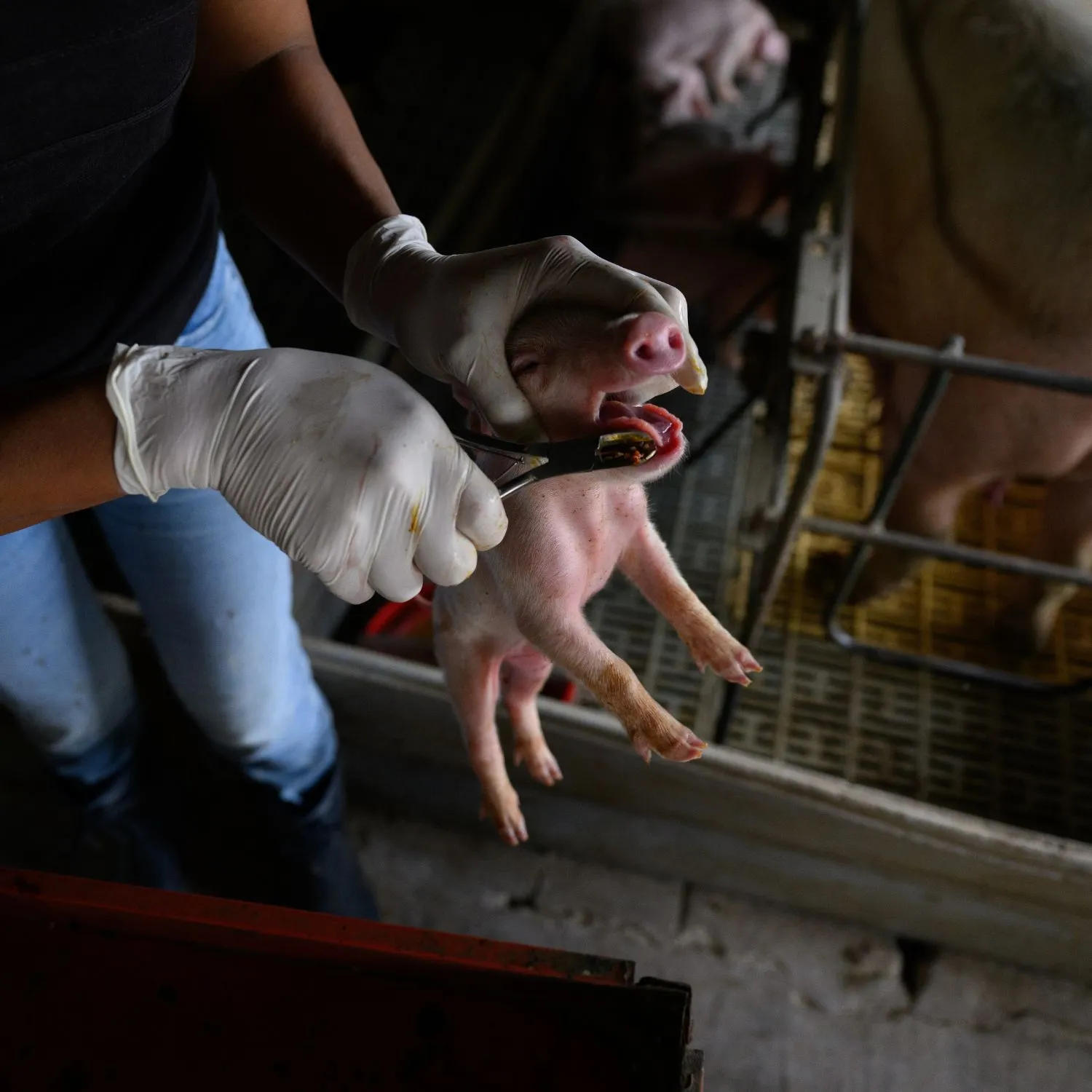 Pig farm investigation in Argentina uncovers mutilated piglets and mass grave
