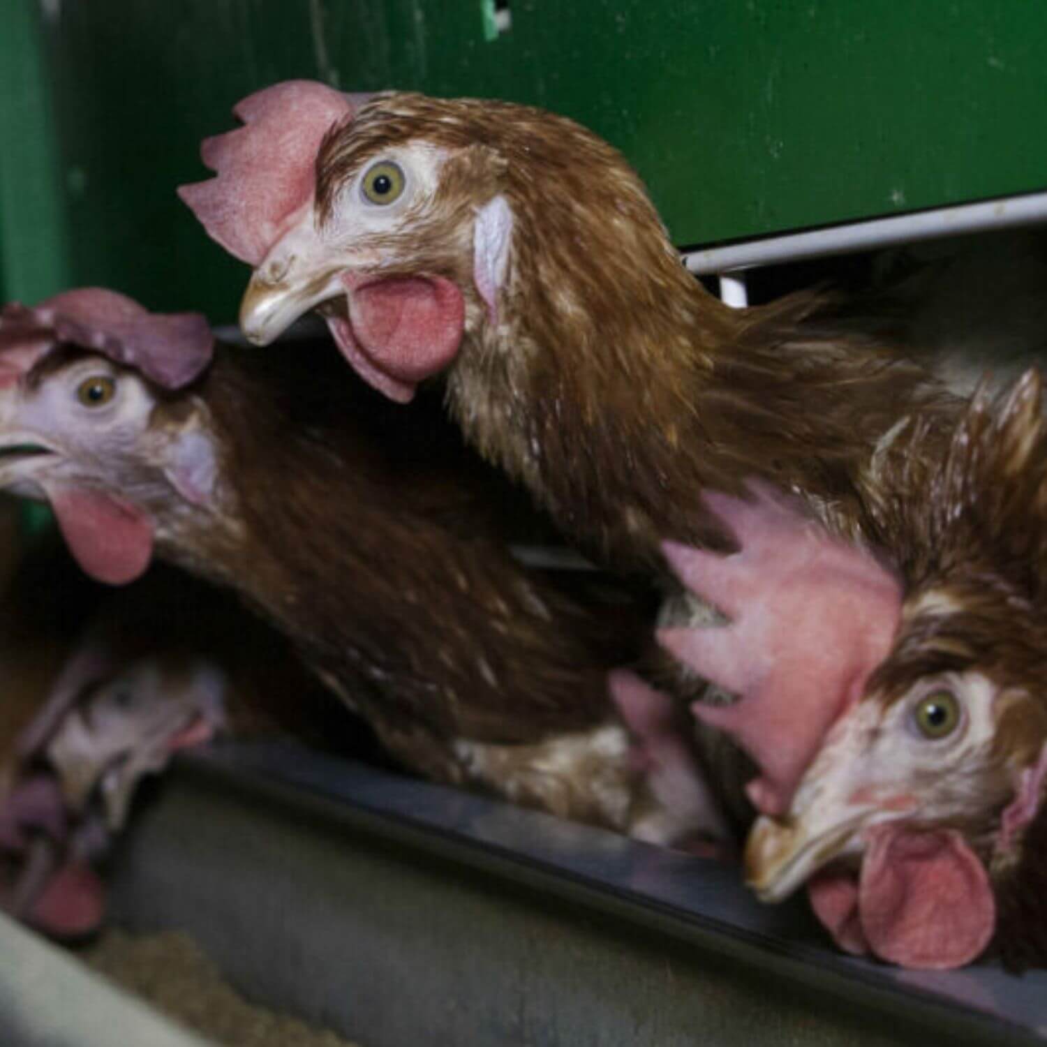 cropped-hero_hardrock_hens_cages 1500x1500 (1)