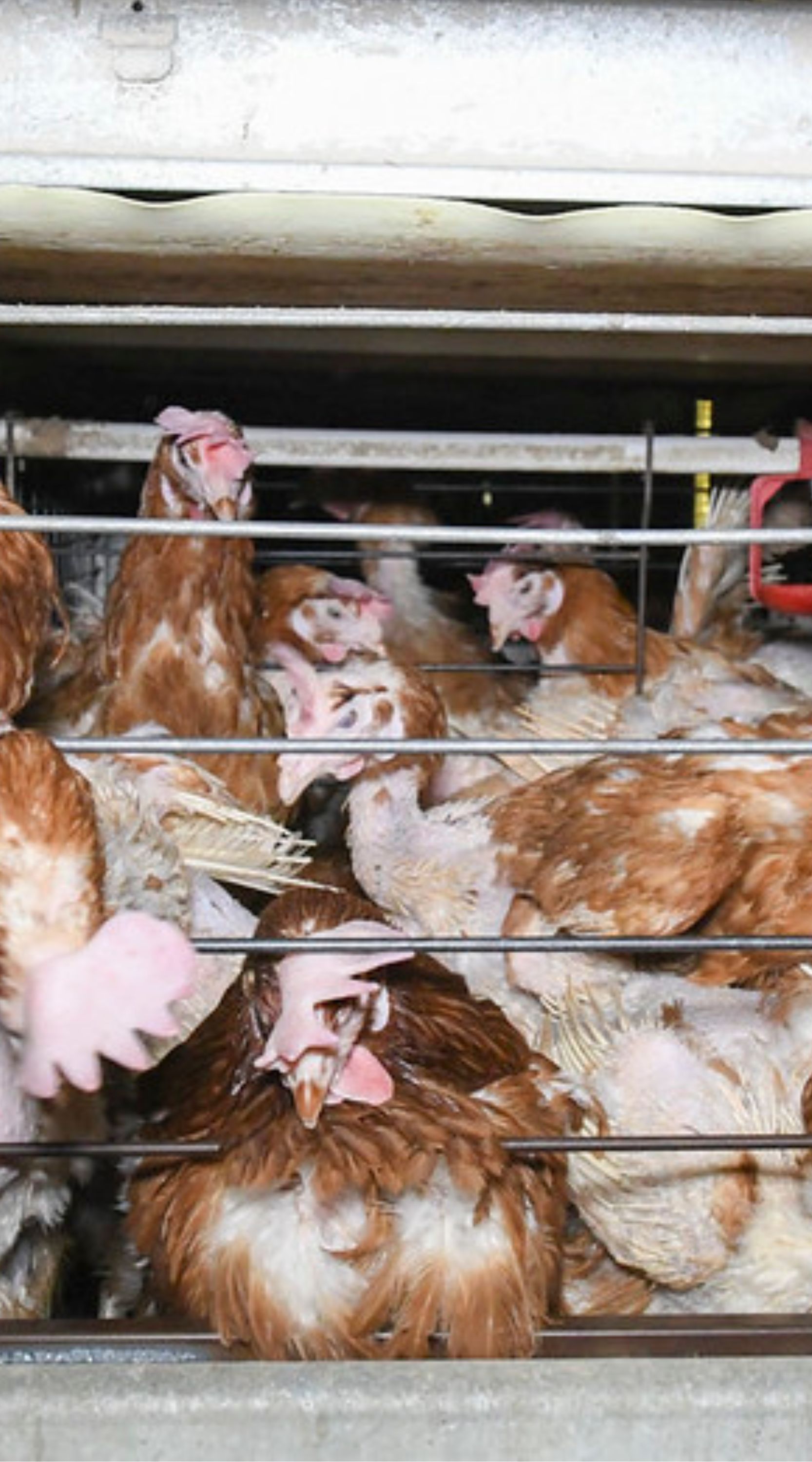 enrichment cages (1666 x 3000 px)