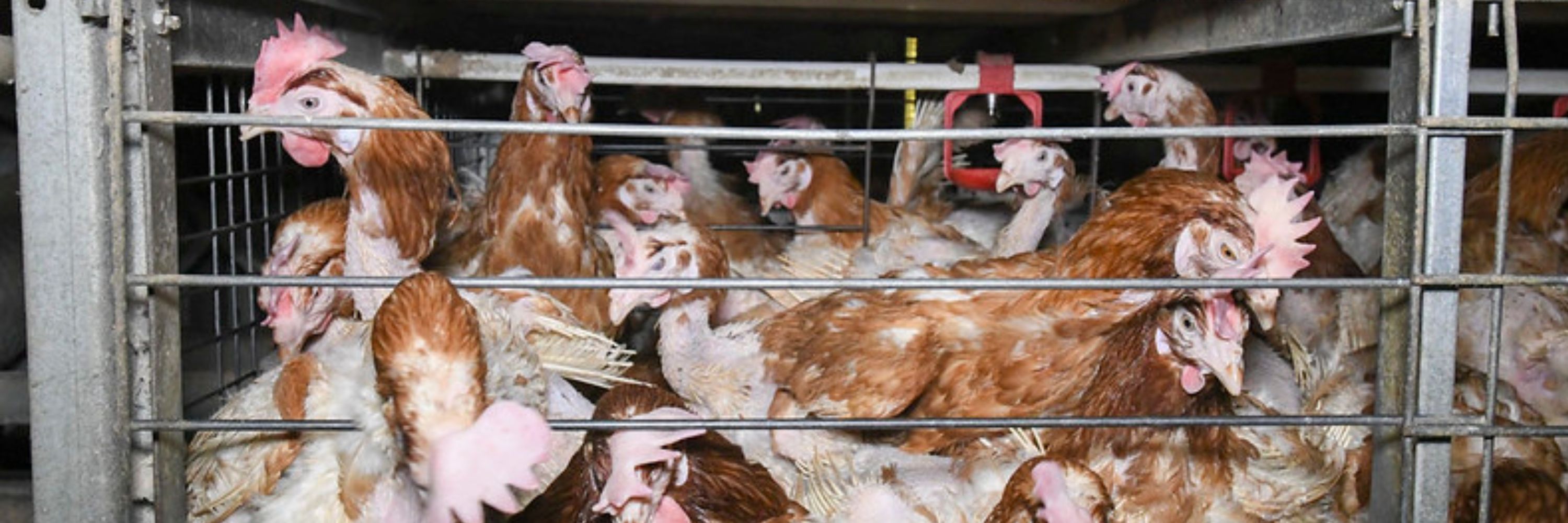 enrichment cages (3000 x 1000 px)