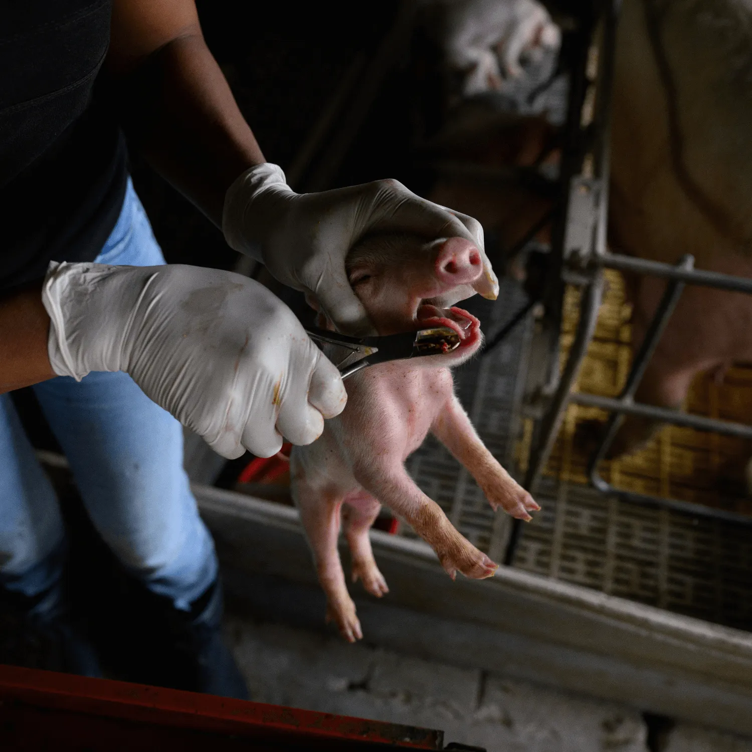 Piglet teeth clipping illegal animal abuse UK