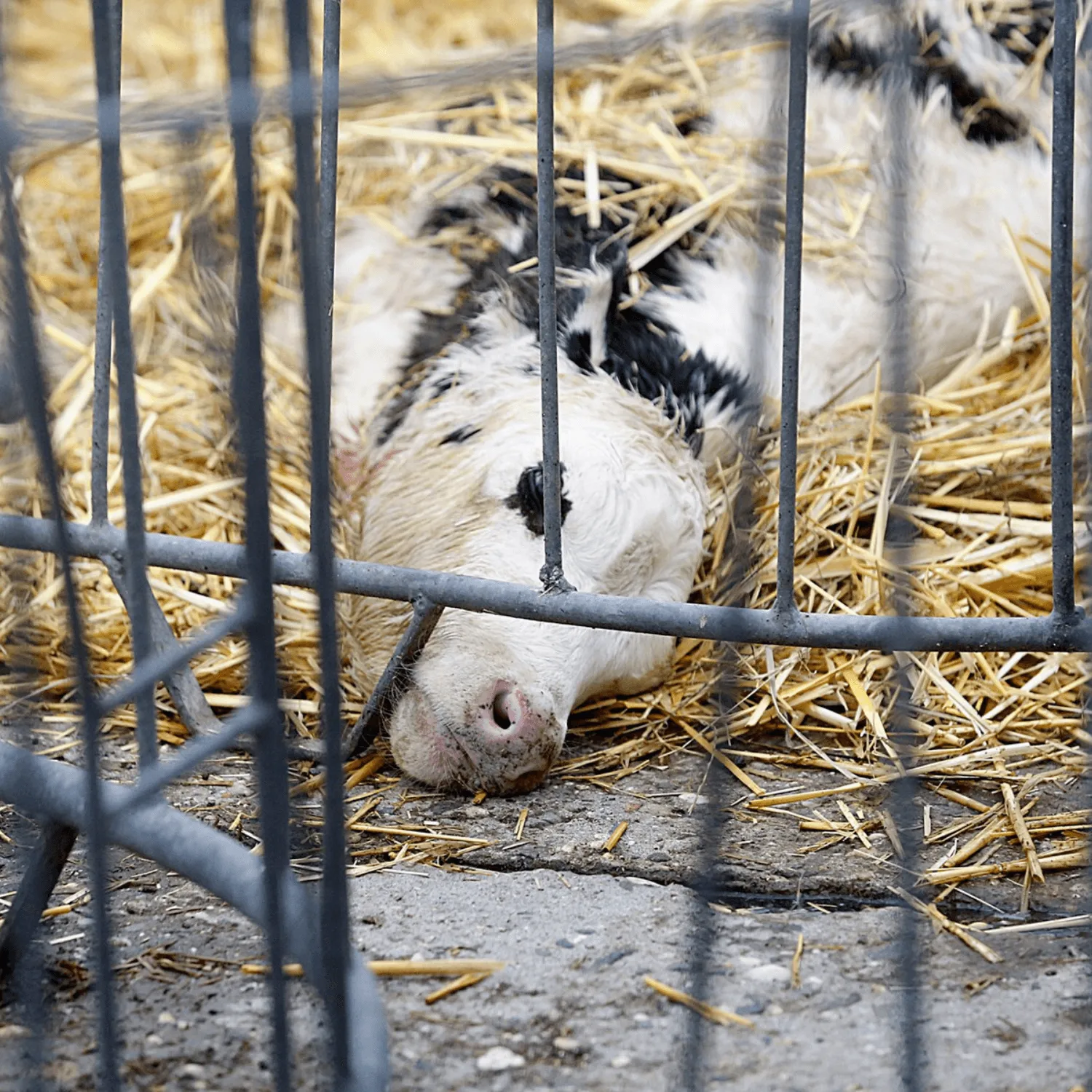 Dairy cow abuse violence illegal animal abuse UK