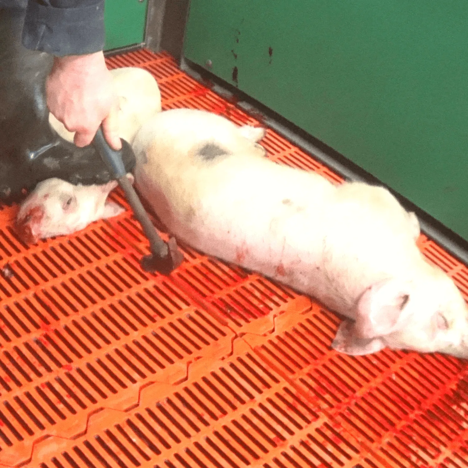 Piglet killed with hammer illegal animal abuse UK