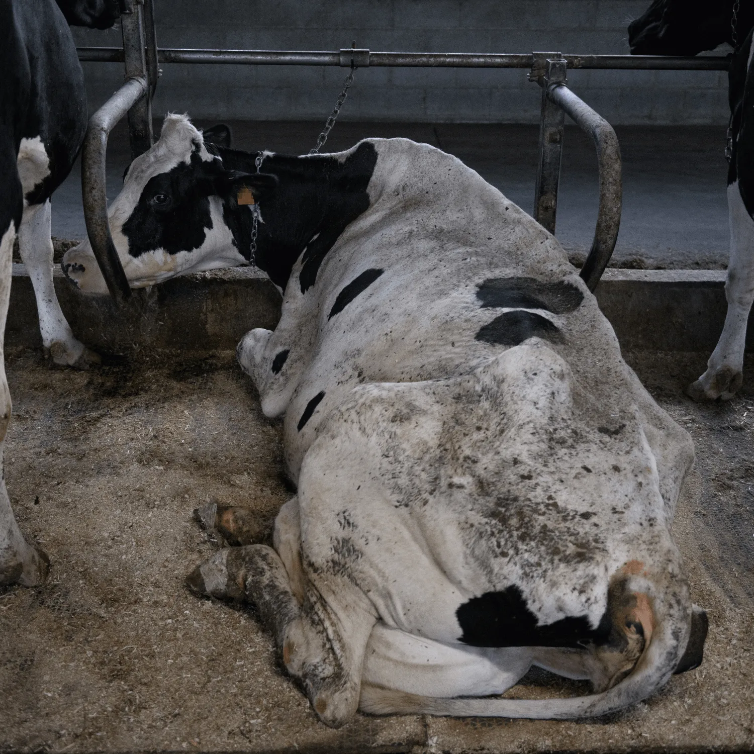 Lame dairy cow farm animal abuse UK
