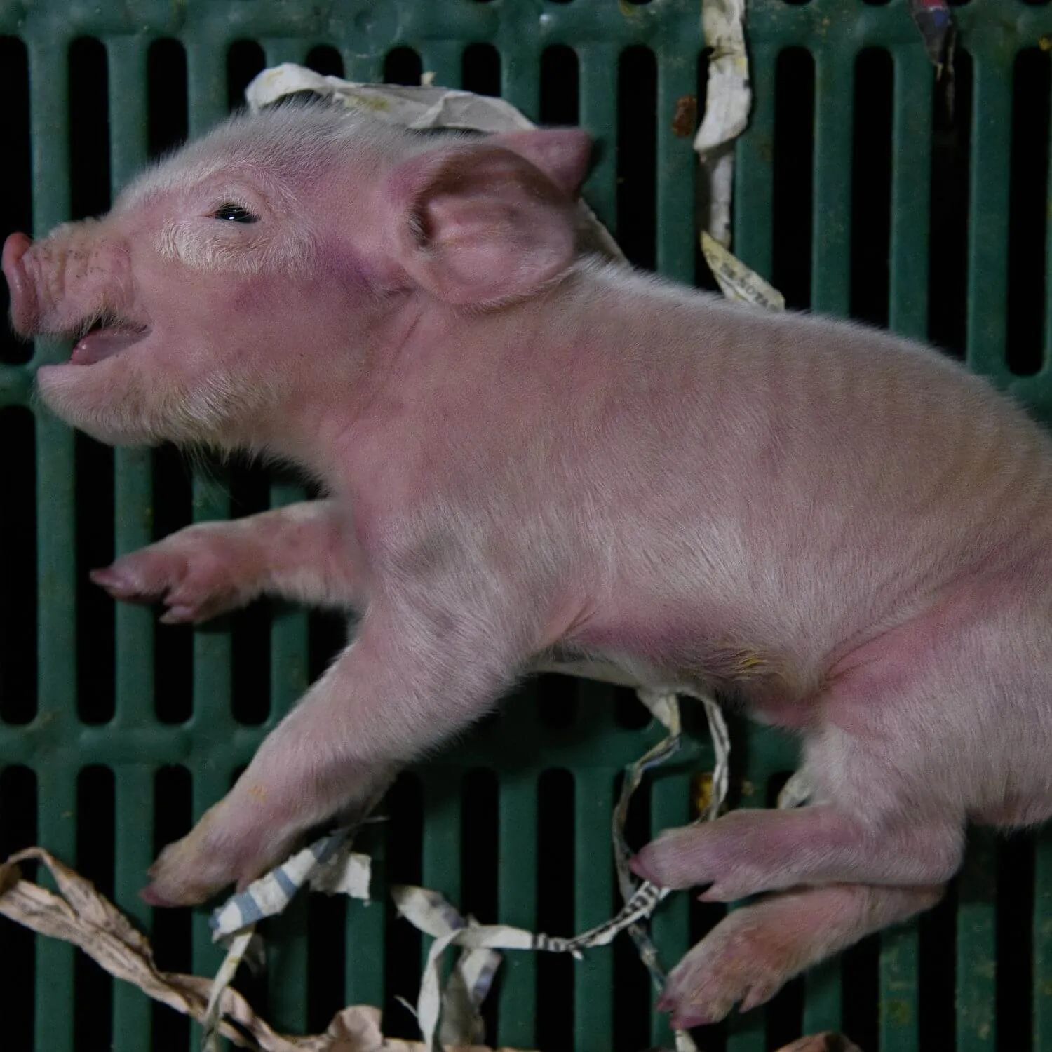 Footage from nine pig farms in Aragón, Spain reveals extreme suffering and government indifference