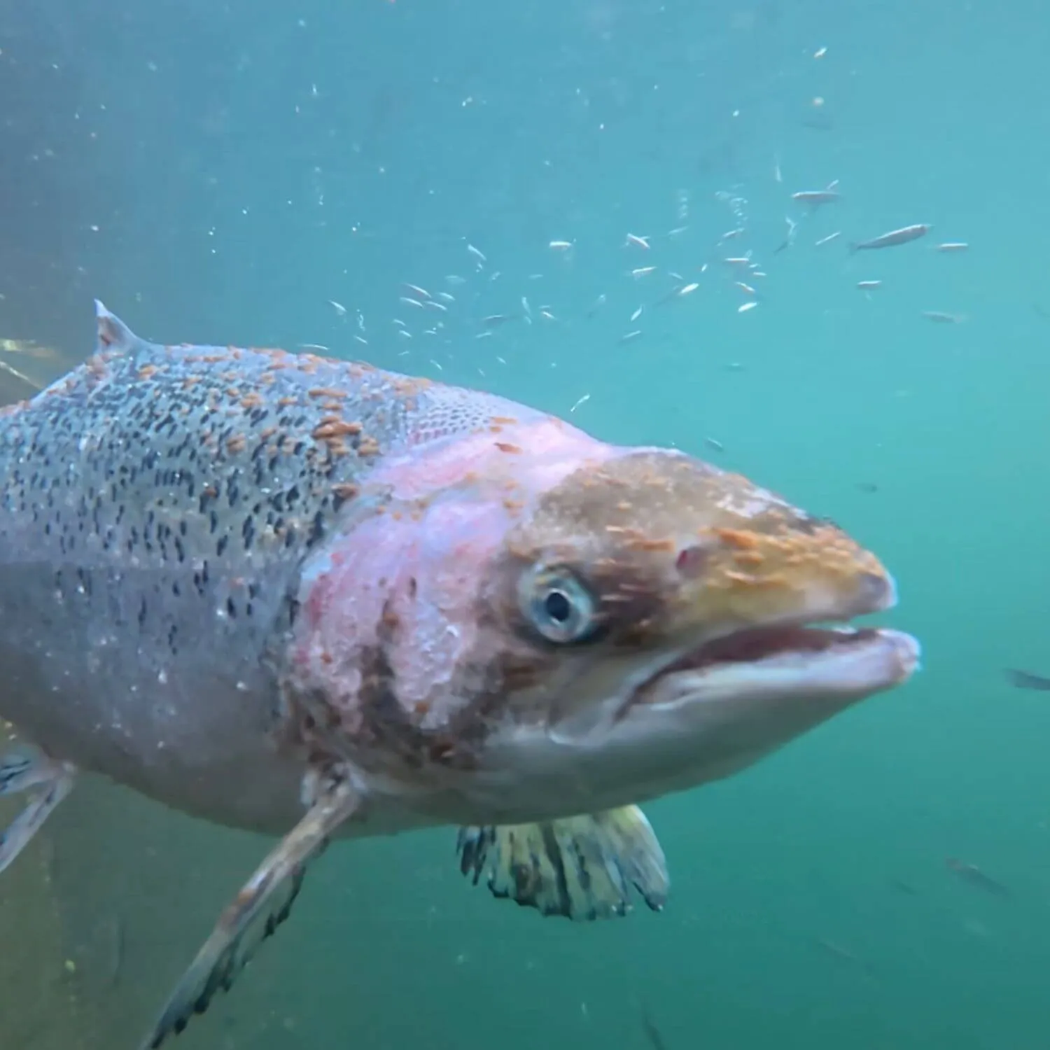 “Utterly shameful”: Scottish salmon farms saw 35 million deaths over a three year period, but received just two unannounced inspections
