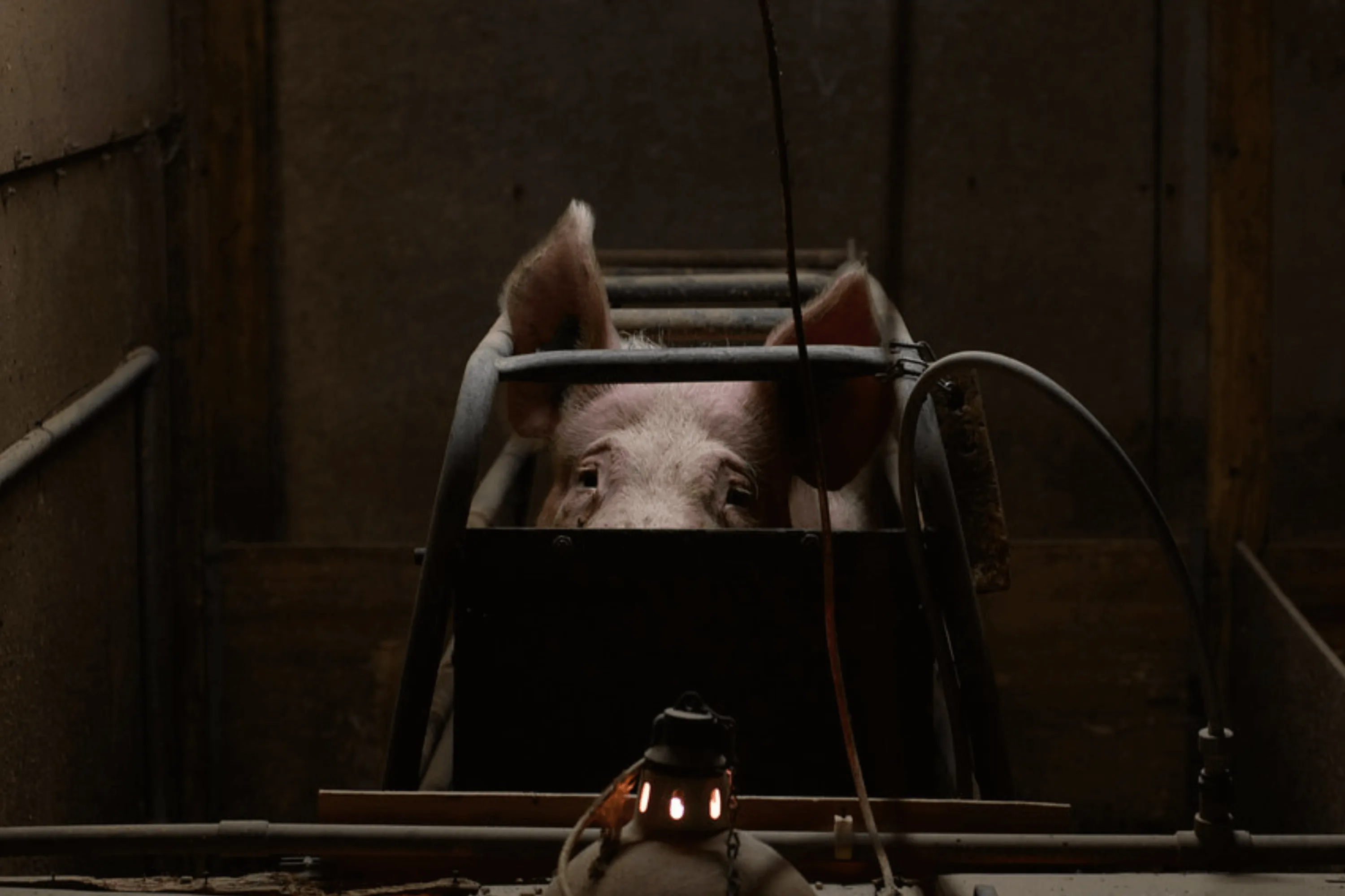 Stop illegal animal abuse on UK farms