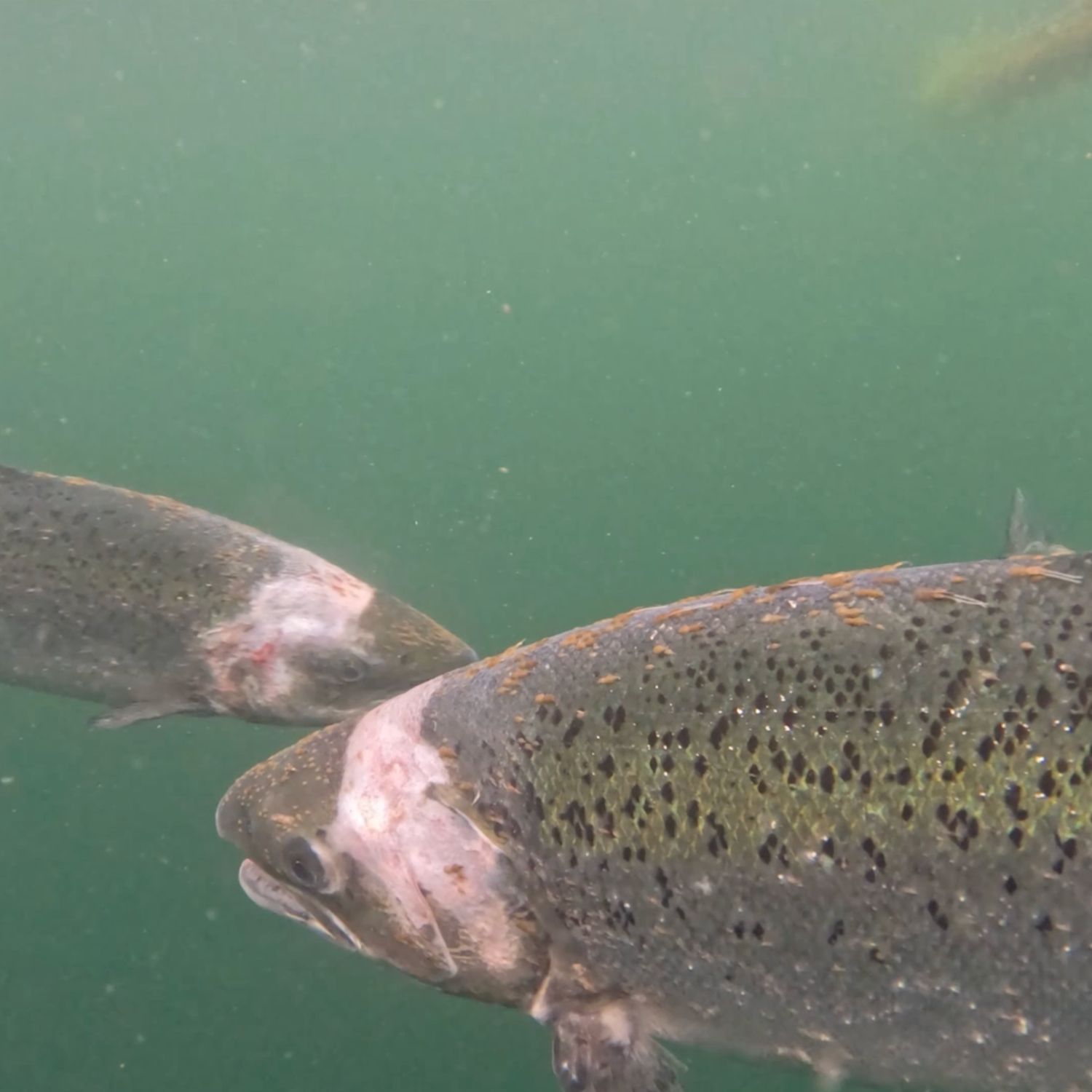 gb-2025-11-14-scottish-salmon-scotland-parasites-investigation-008-1500x1500
