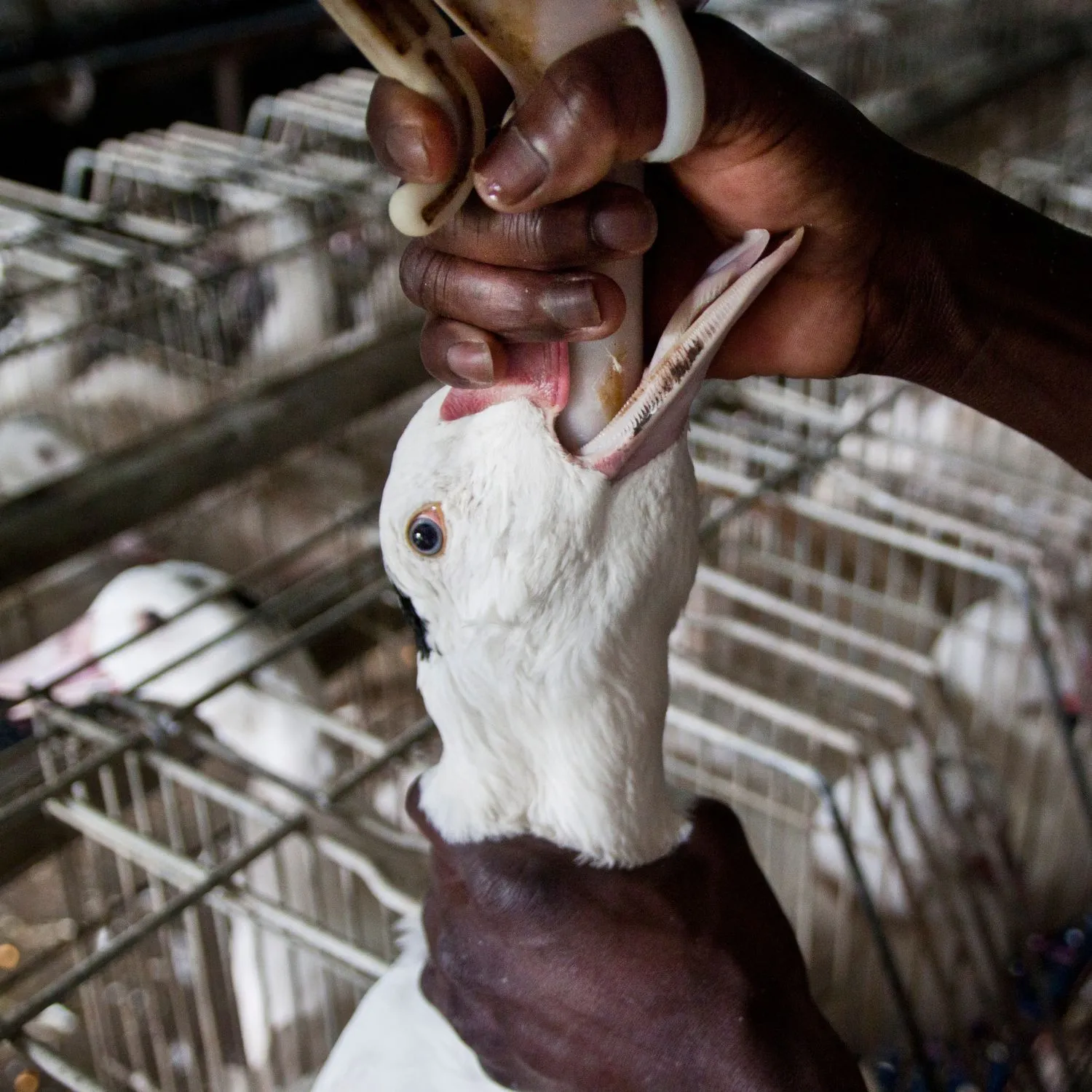 Cruel force-feeding of duck for foie gras