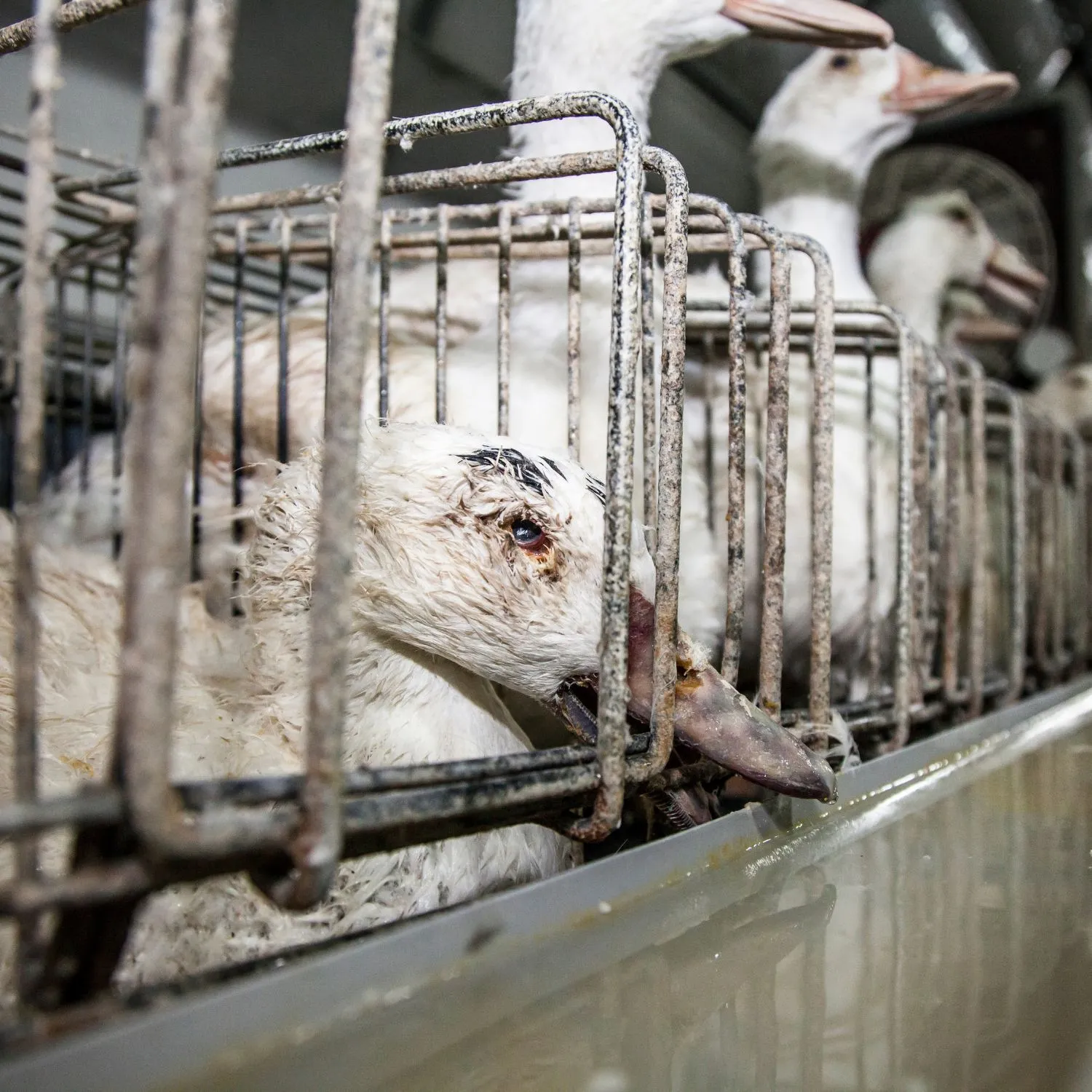 Duck geese in cages foie gras farm
