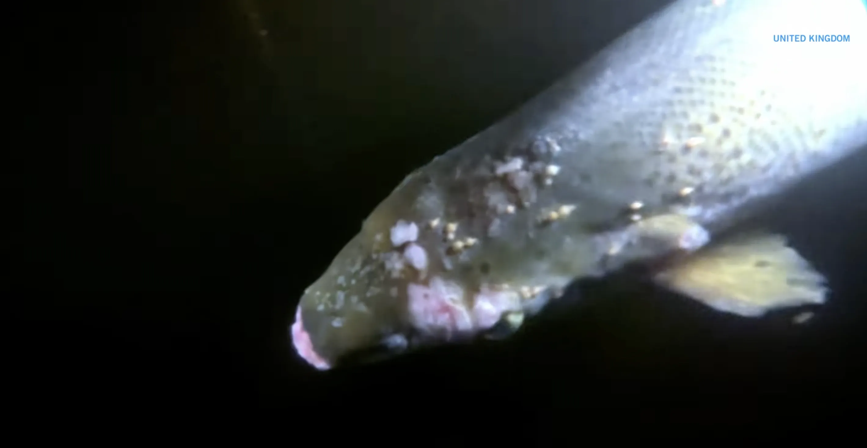 Ulcers and lice on scottish farmed