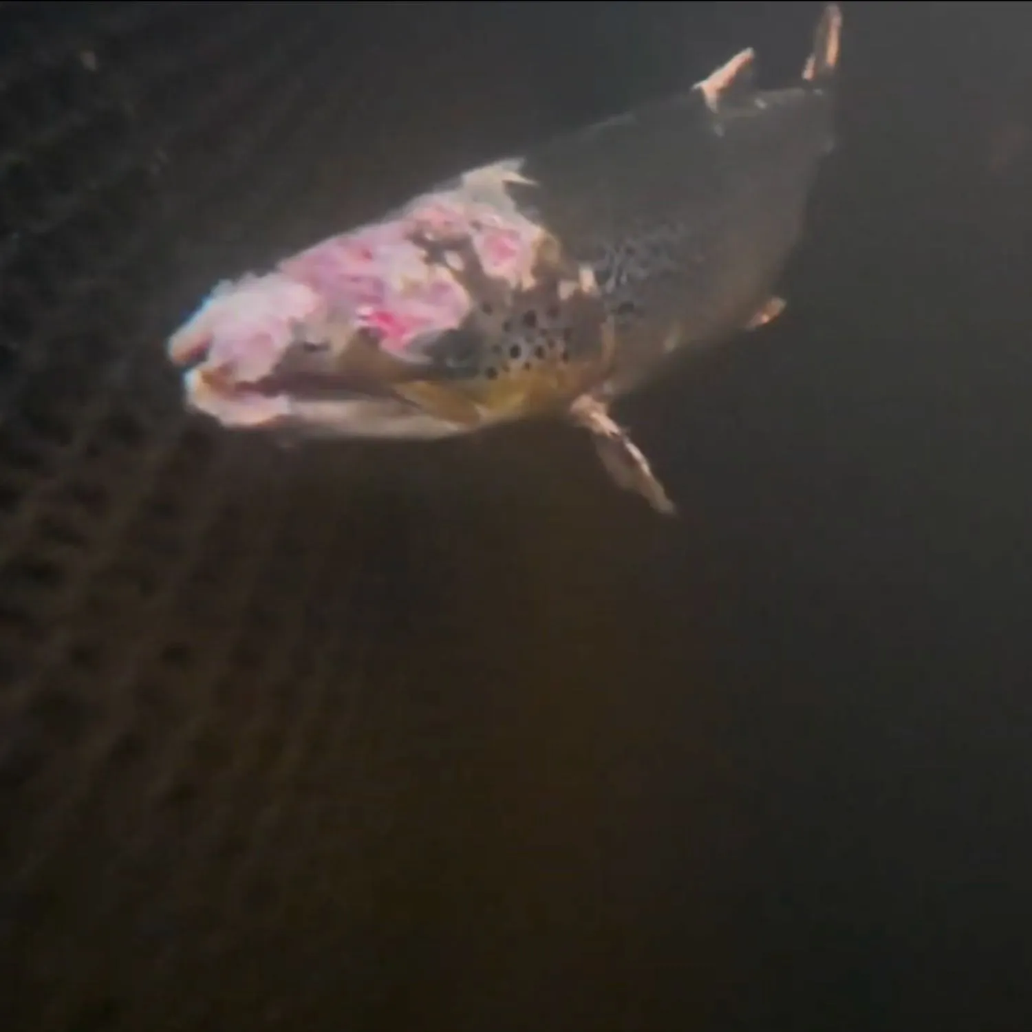 Disturbing footage emerges showing lice-covered Scottish salmon with missing faces