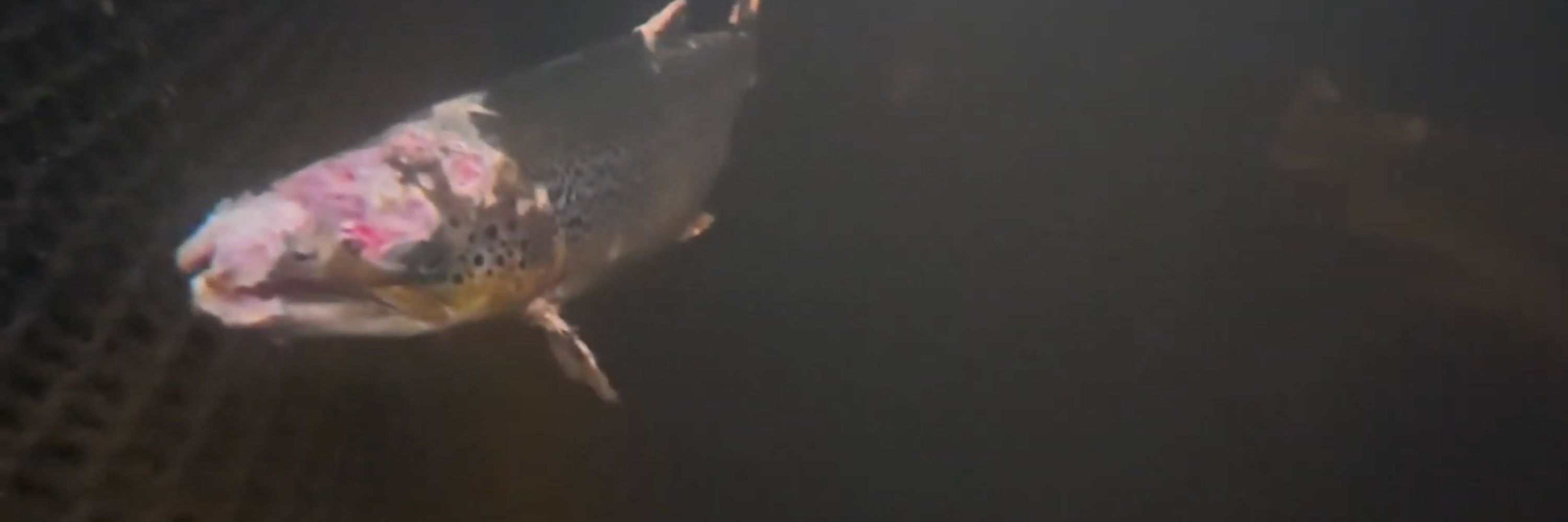 faceless fish in underwater cage (3000 x 1000 px)