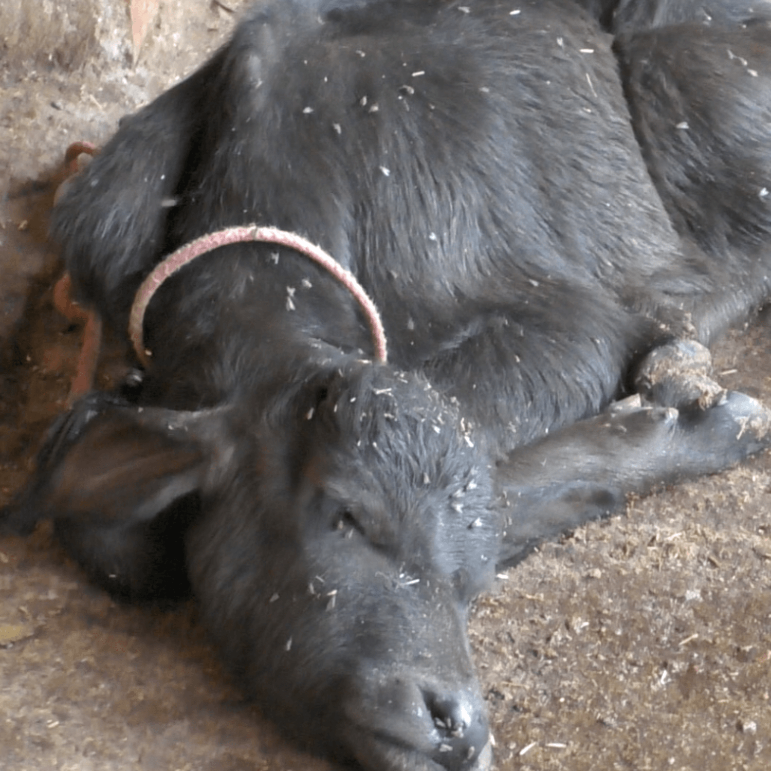 Cow with flies on India diary farm