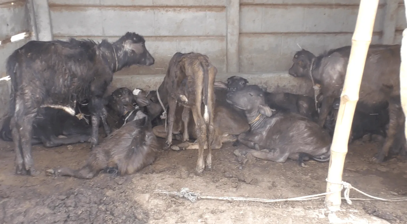 A look inside India’s dairy farms: Filth, suffering, and hidden dangers 1 Calves separated from their mothers on India dairy farm