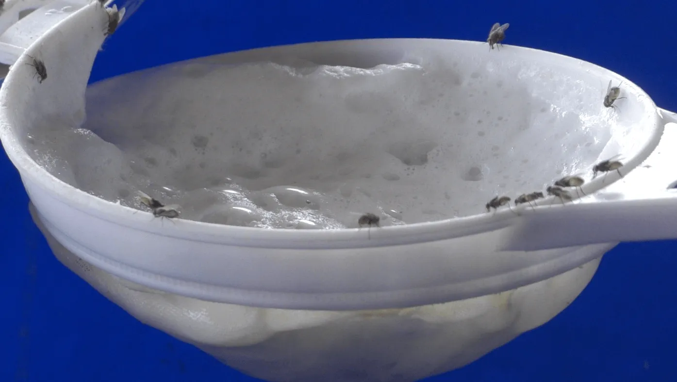 A look inside India’s dairy farms: Filth, suffering, and hidden dangers 3