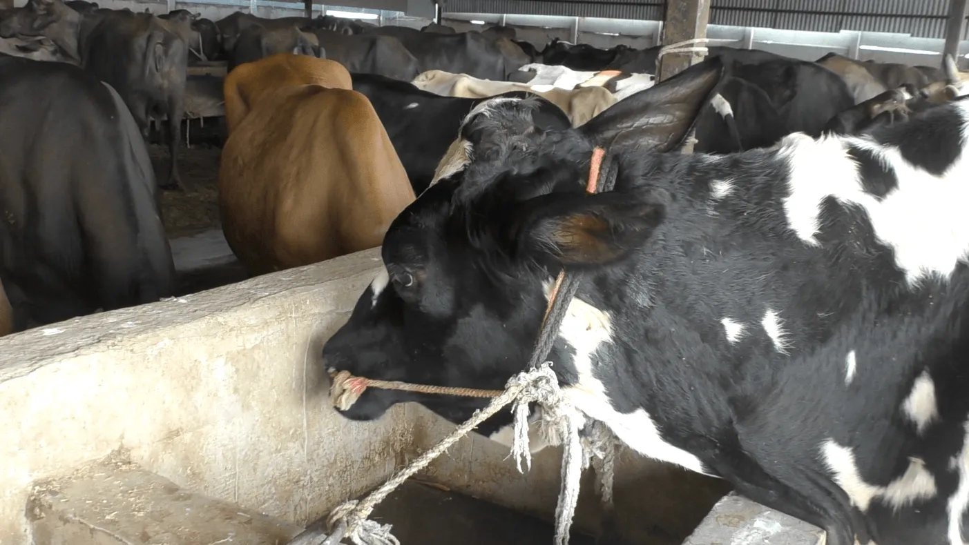 A look inside India’s dairy farms: Filth, suffering, and hidden dangers 4