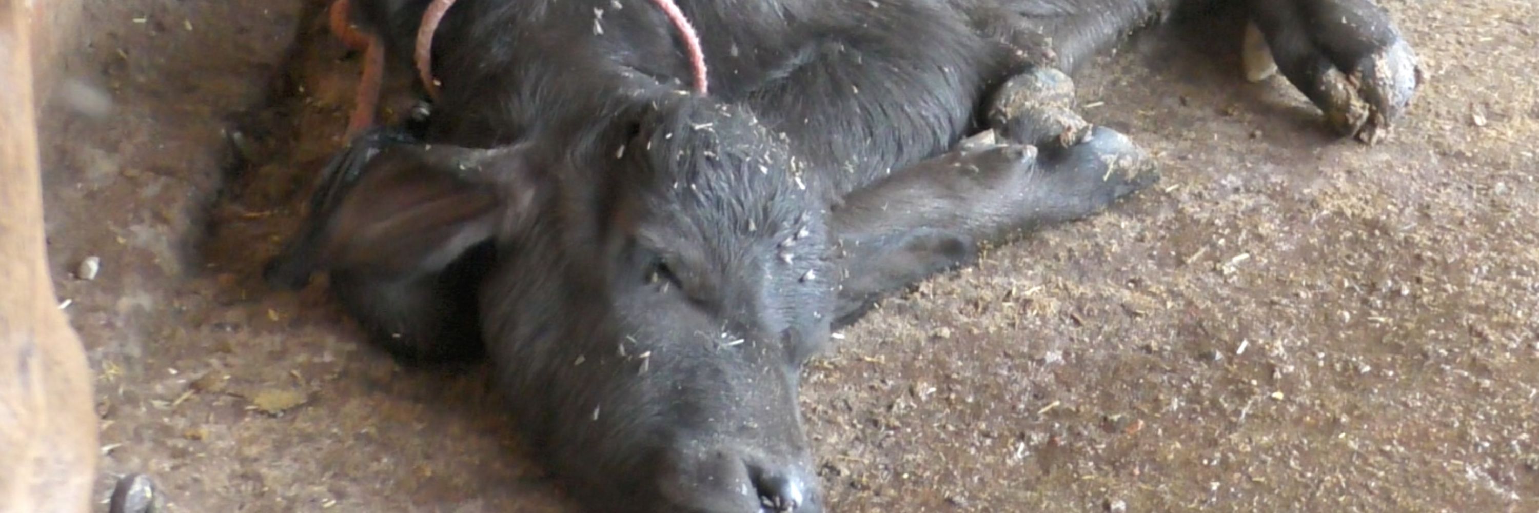 Cow with flies on India diary farm