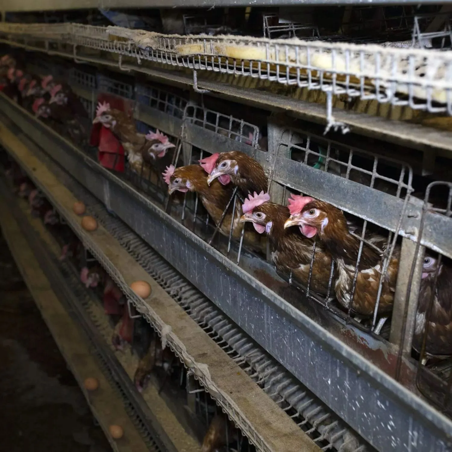 laying-hens-in-cages 1500x1500