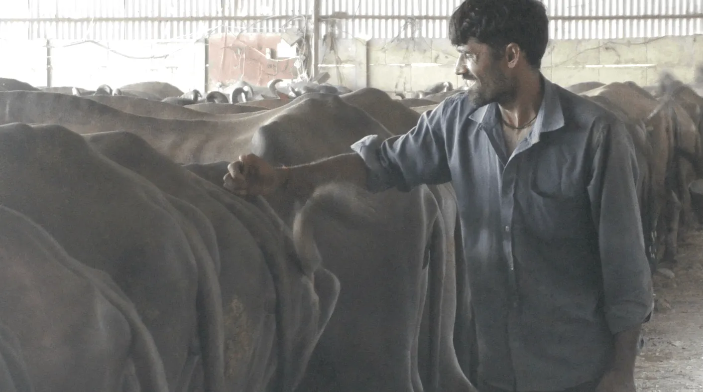 A look inside India’s dairy farms: Filth, suffering, and hidden dangers 2 Worker injecting oxytocin on India dairy farm