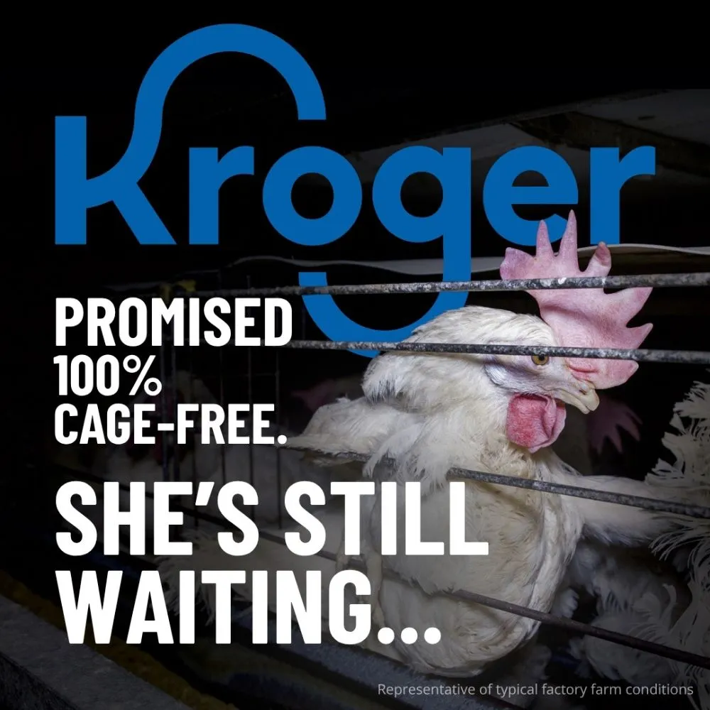 Kroger (1000 x 1000 px)