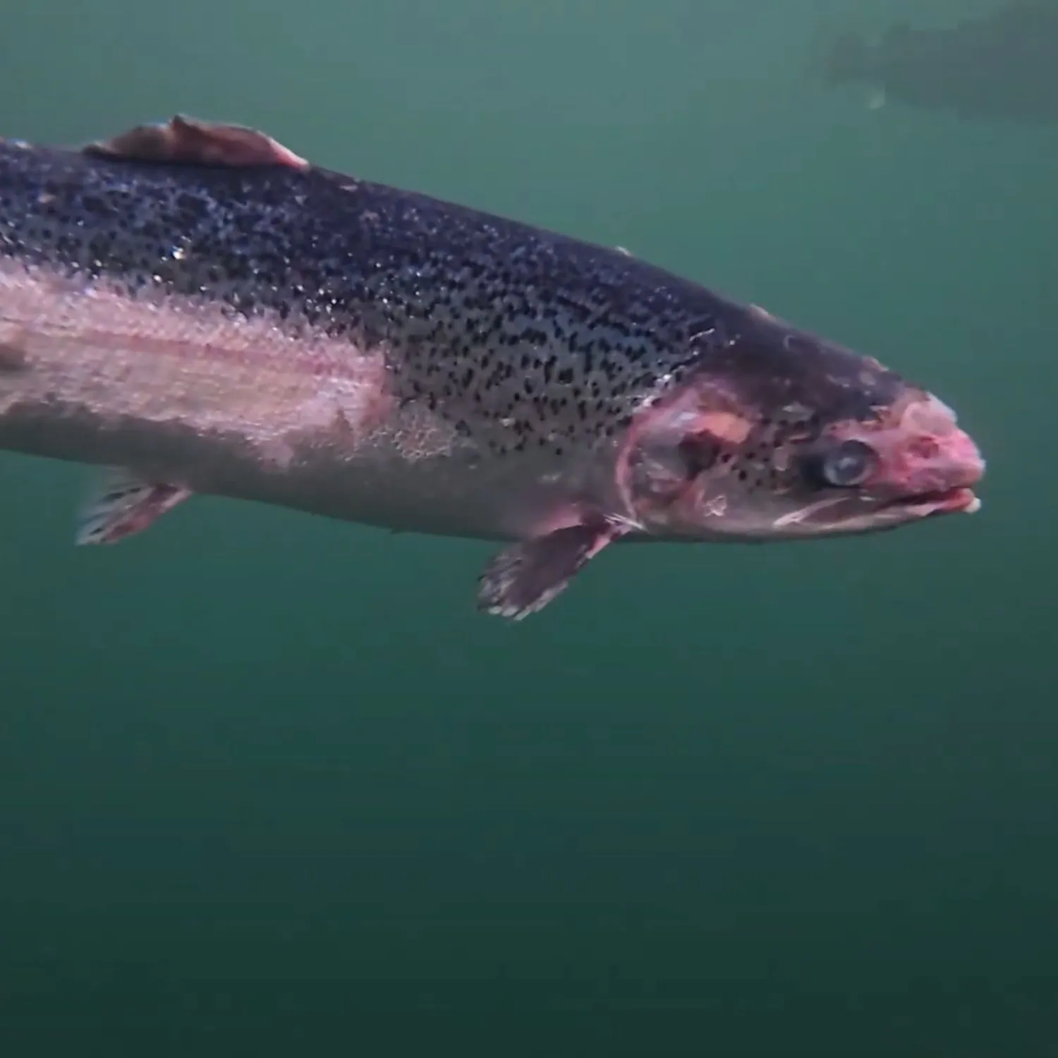 Regulators must share inspection reports from Scottish salmon farms, following landmark ruling