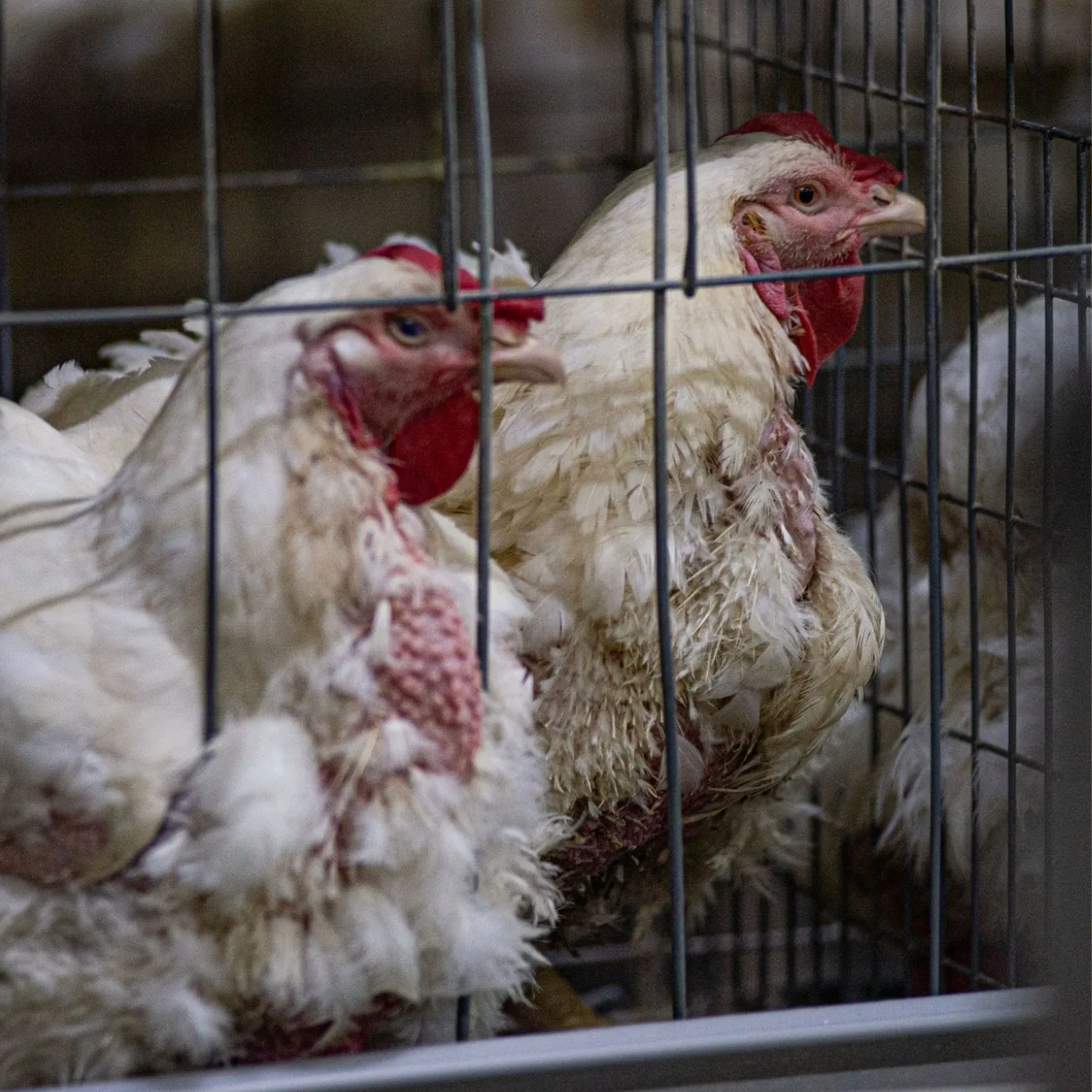 Kroger chose cages. Now it’s facing a global reckoning.