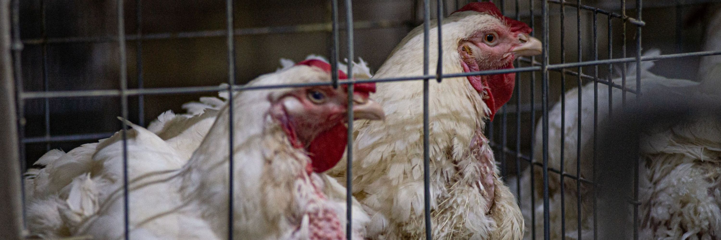 hens-cages-eggs-wam45091-5265x3515.jpg 3000x1000