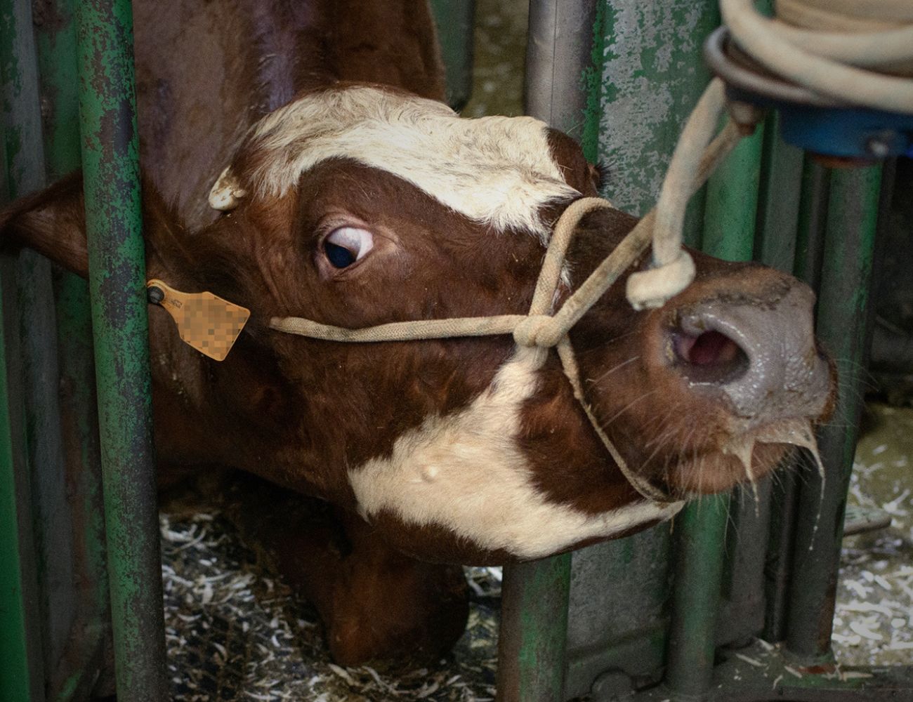 Cow being pulled