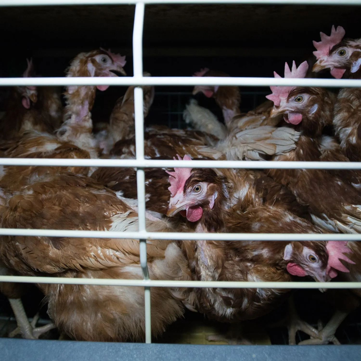 300 Million Animals Are Still in Cages. Von der Leyen Must Act in 2026
