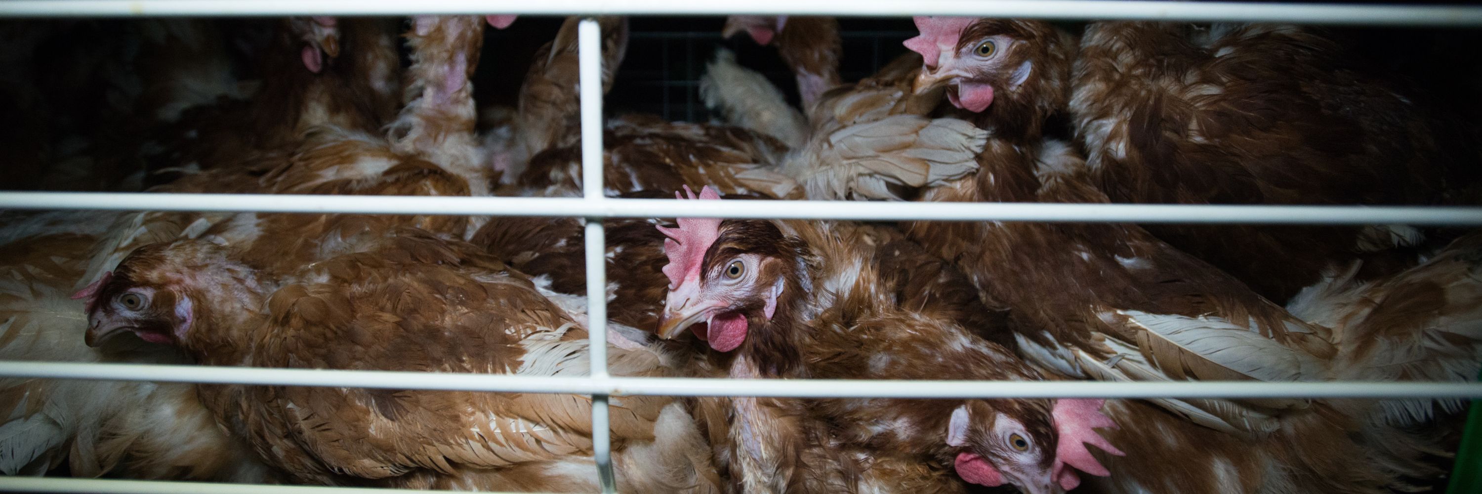 hens in a cage