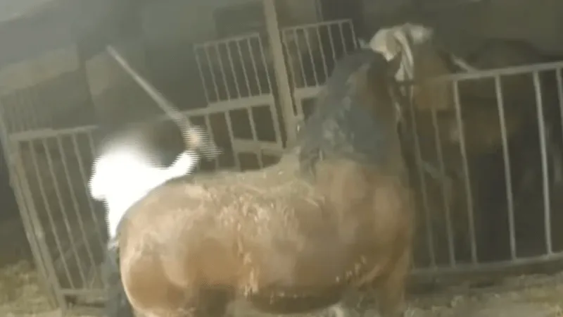 Horse being stuck - IT investigation 2025