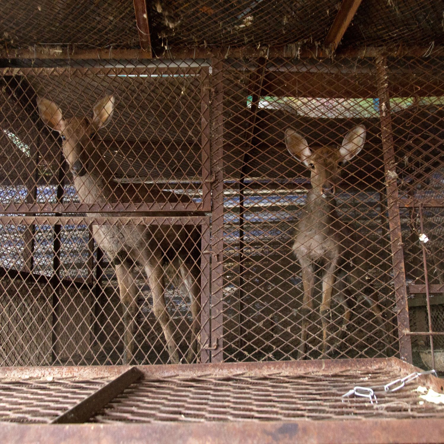 Deer in a cage