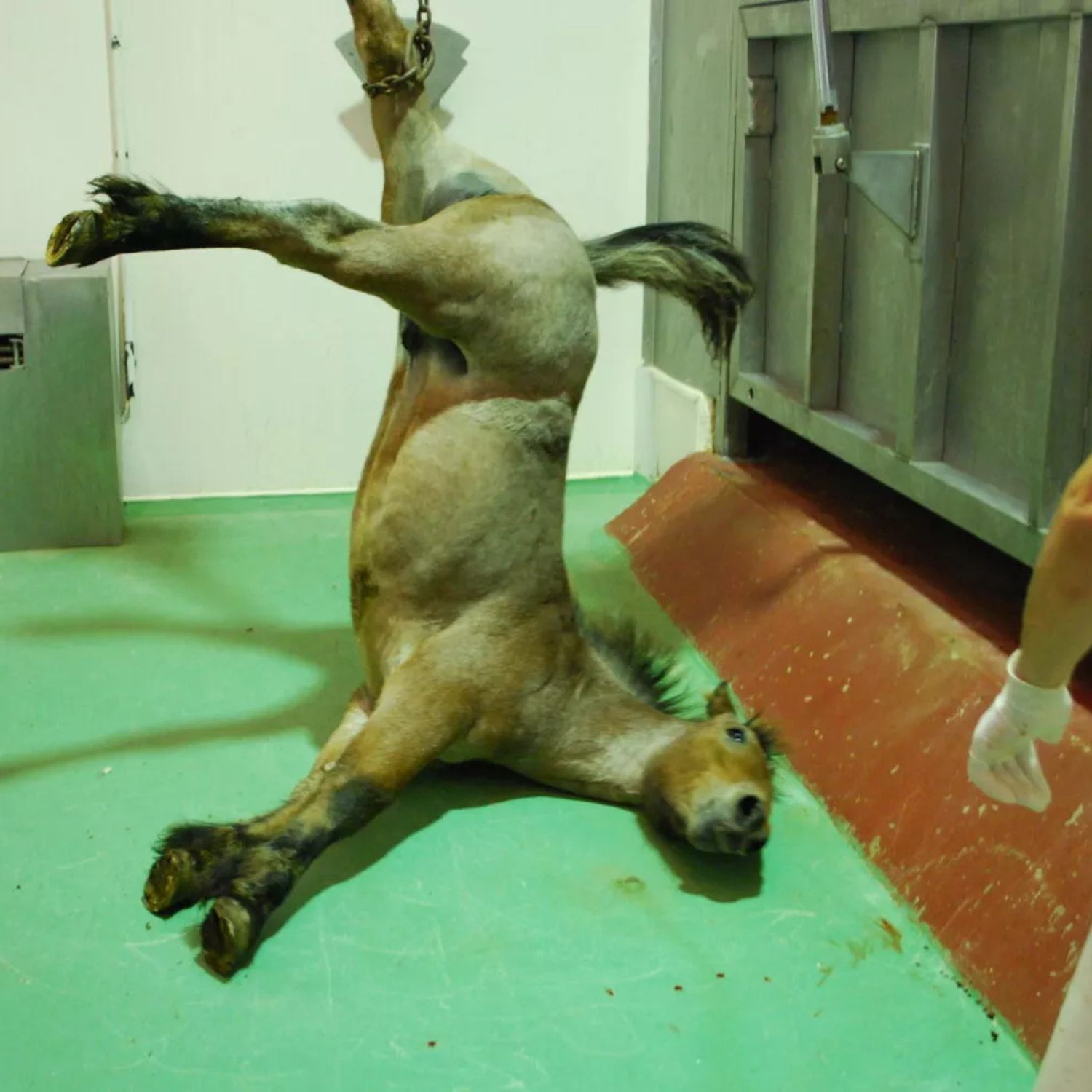 Horse hanging by leg