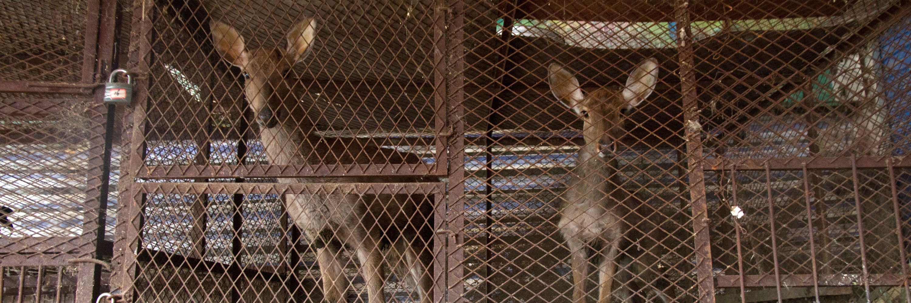 Deer in a cage