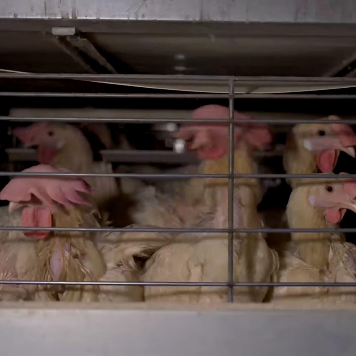 hens in a cage