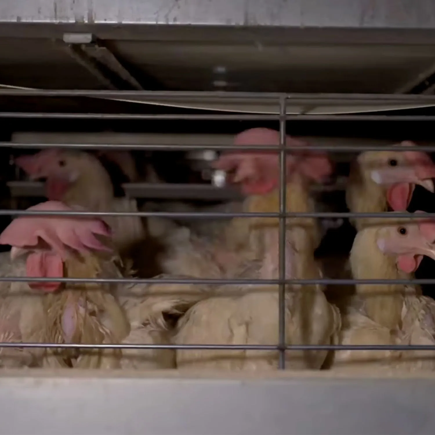 Egg industry in Argentina exposed for exploiting hens in cages