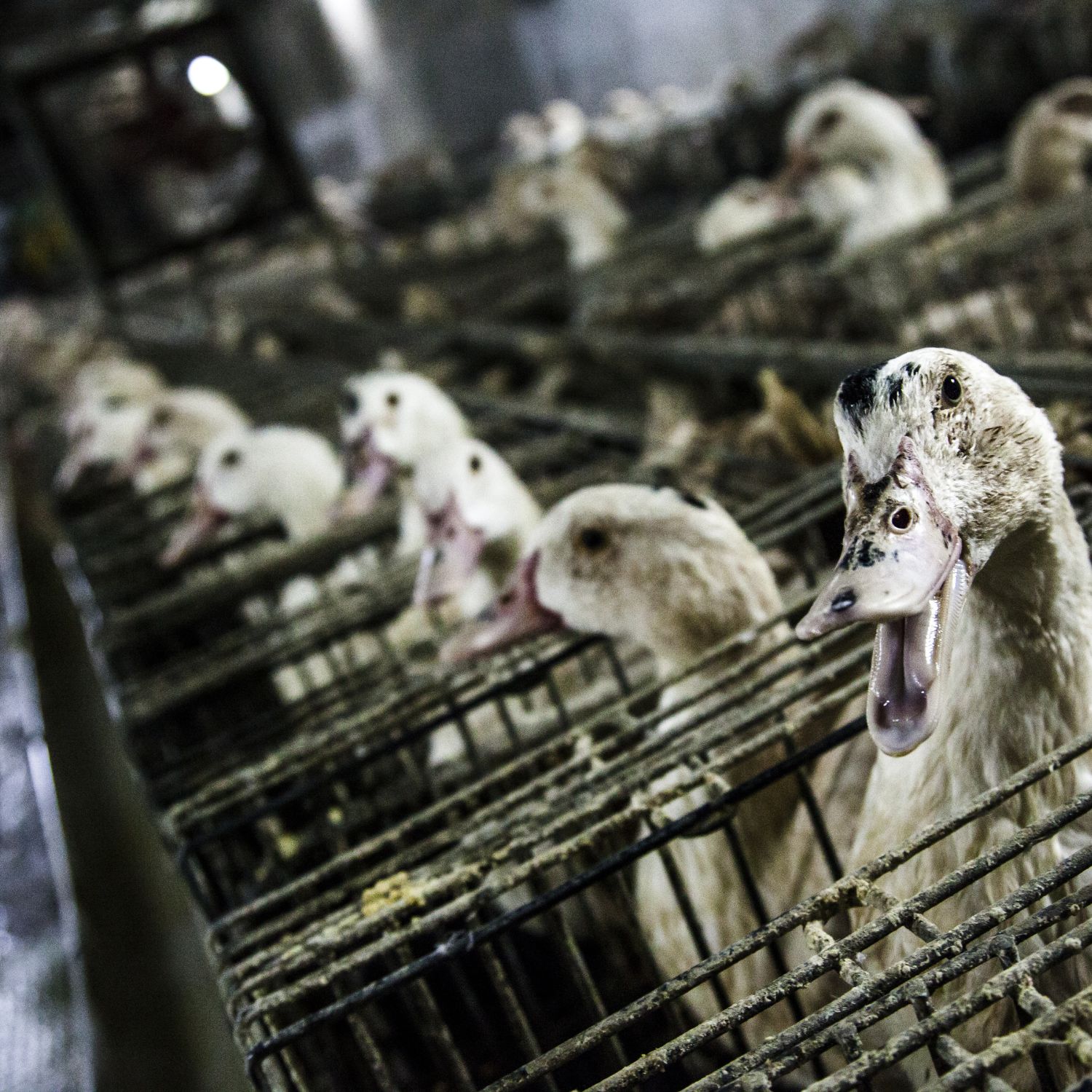 Ducks in foie gras farm