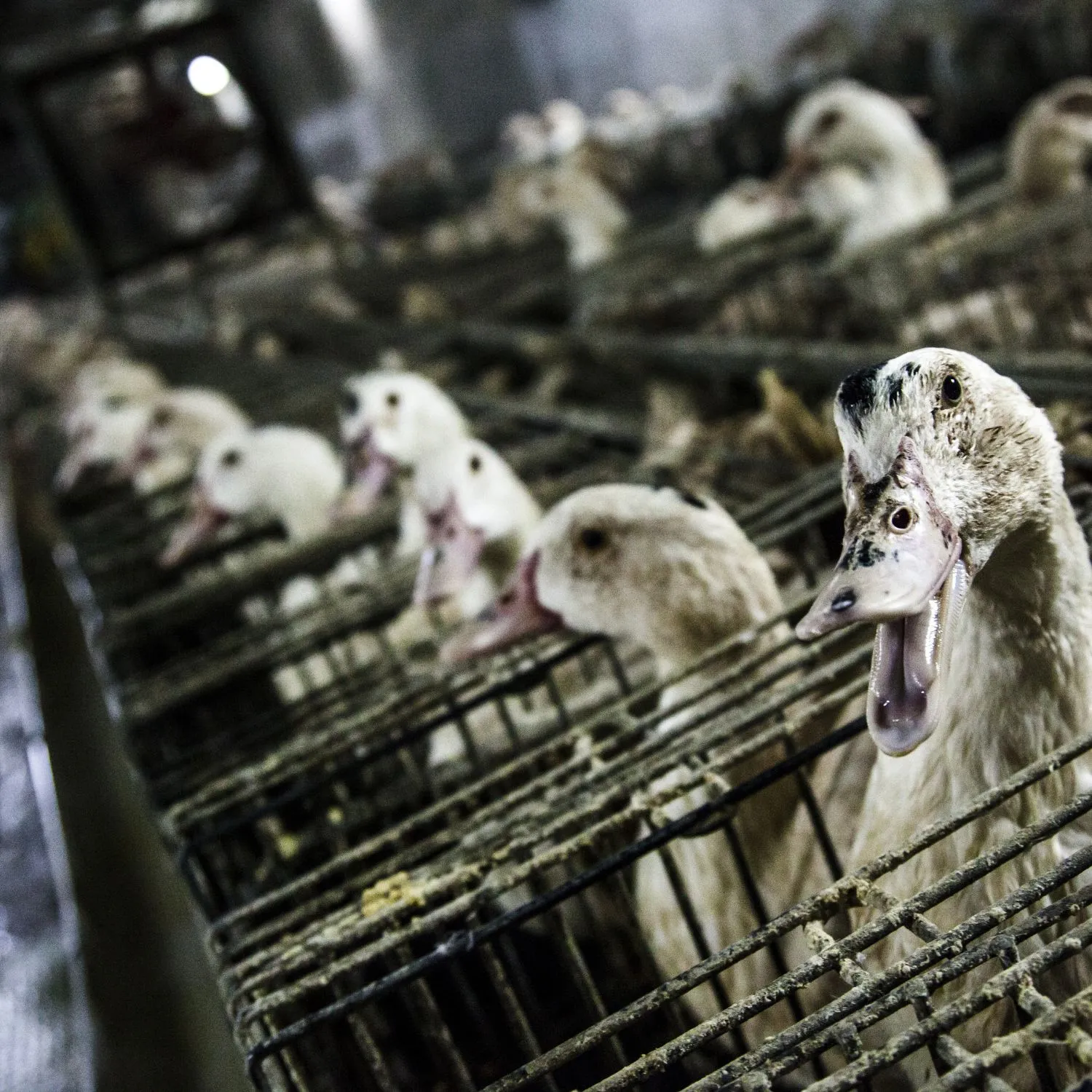 Ducks in foie gras farm