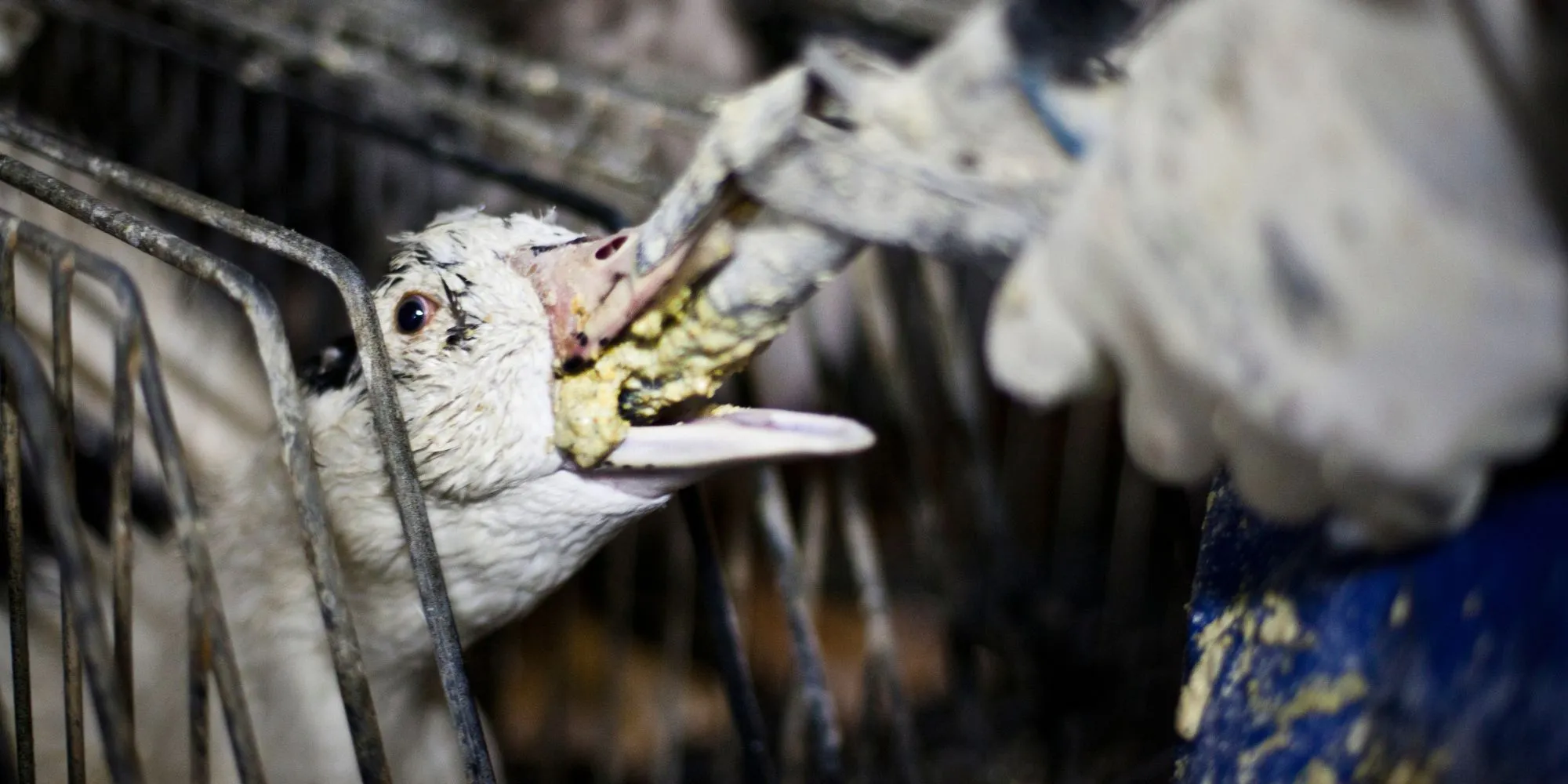 Bird being force-fed