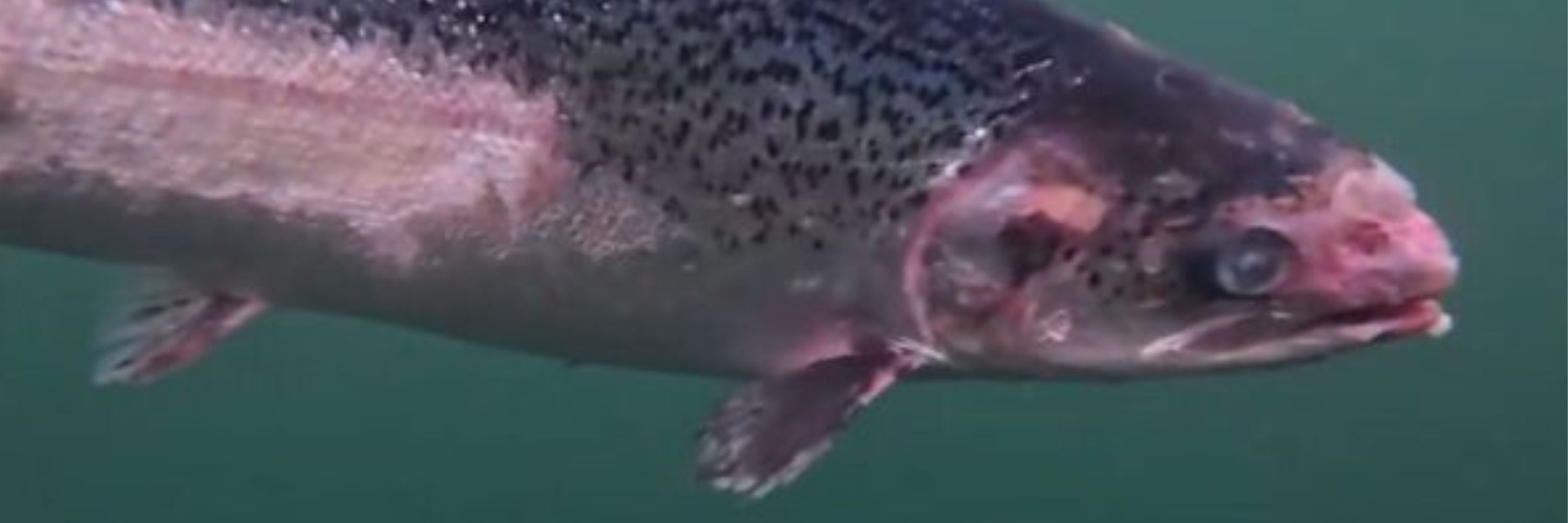 salmon missing parts of body